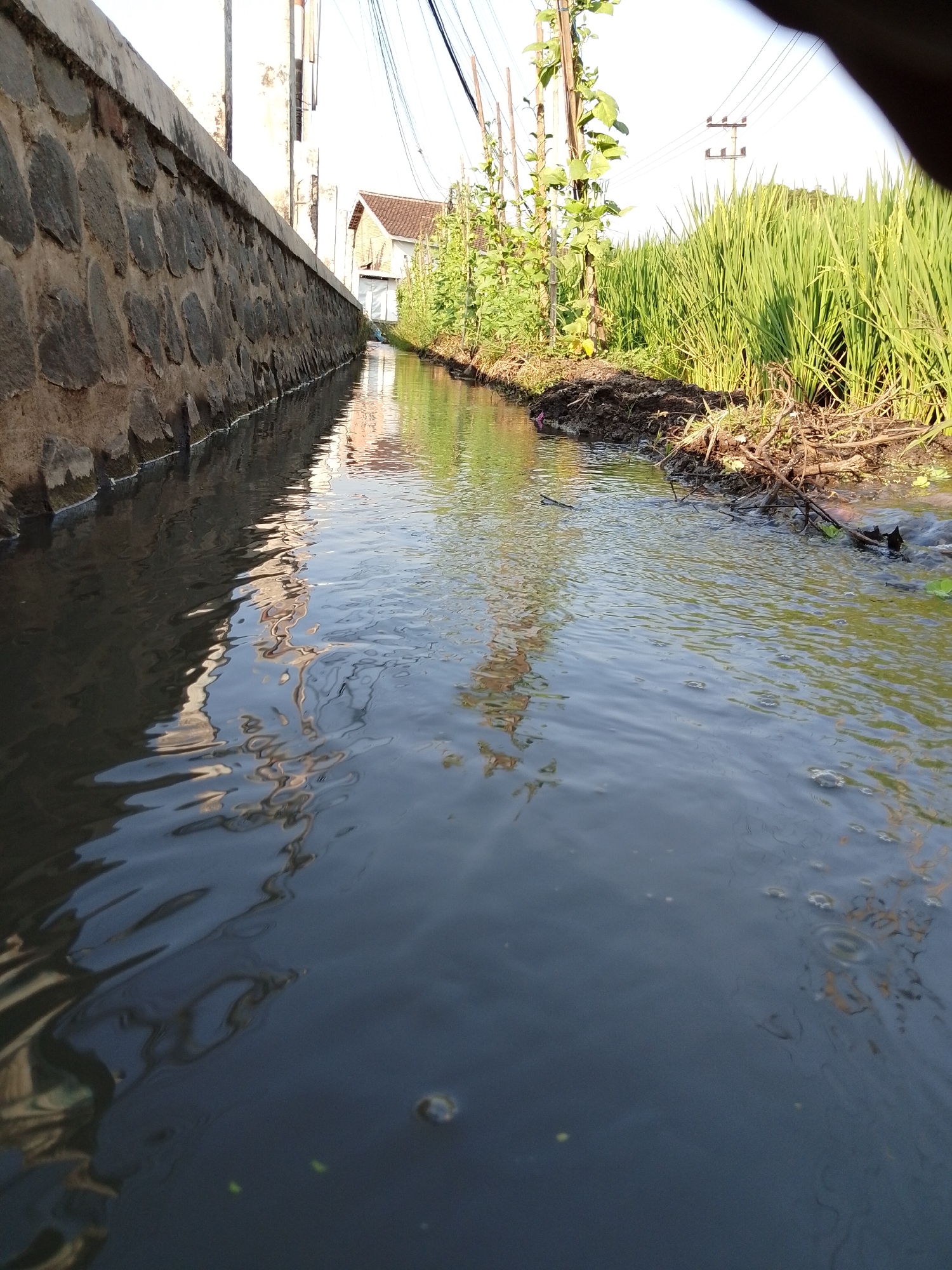 The image depicts a narrow canal running alongside a stone-lined embankment. To the left, a textured stone wall dominates the foreground, its rough surface creating a stark contrast with the calm, dark water flowing beside it. Reflections of the sky and indistinct structures shimmer on the water's surface. On the right bank of the canal, lush green rice paddies stretch into the distance, their vibrant stalks catching the sunlight. Scattered vegetation and some dry branches are visible along the edge of the paddies. In the background, a white building with a reddish-brown roof can be seen, partially obscured by the greenery. Overhead, electrical wires crisscross the sky, supported by utility poles. The overall scene suggests a rural or semi-rural setting within the city of Pasuruan, Indonesia, likely an irrigation channel serving the surrounding agricultural land. There are no people visible in the image.