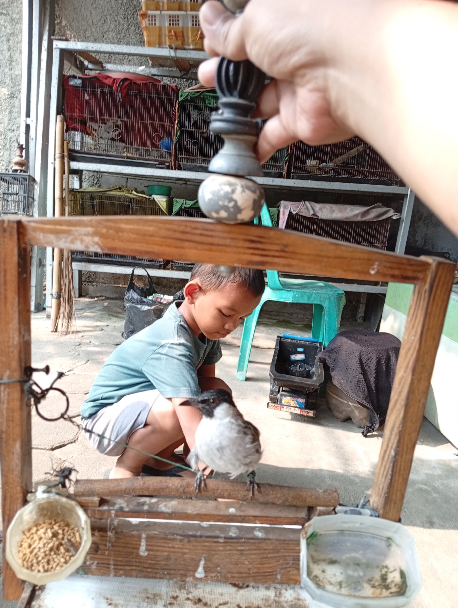 In Caringin, Indonesia, a young boy in a teal t-shirt and gray shorts crouches down, looking at a bird perched on a wooden structure. The bird, with a dark head and gray and white body, stands on a horizontal wooden beam, with its feet visible on the beam. In front of the bird, on the left side of the wooden structure, is a small, clear bowl filled with bird feed. To the right of the wooden structure, a small white plastic container holds water, with some green algae visible in it. The boy is positioned on the ground, behind the wooden structure, with his knees bent. The scene is outdoors, with sunlight casting shadows on the ground. In the background, several bird cages are visible, stacked on metal shelves. A black plastic bag hangs from a shelf, and a small toy truck is also present on the ground. A hand holding a dark chess piece, possibly a king, is in the foreground, obscuring part of the scene.