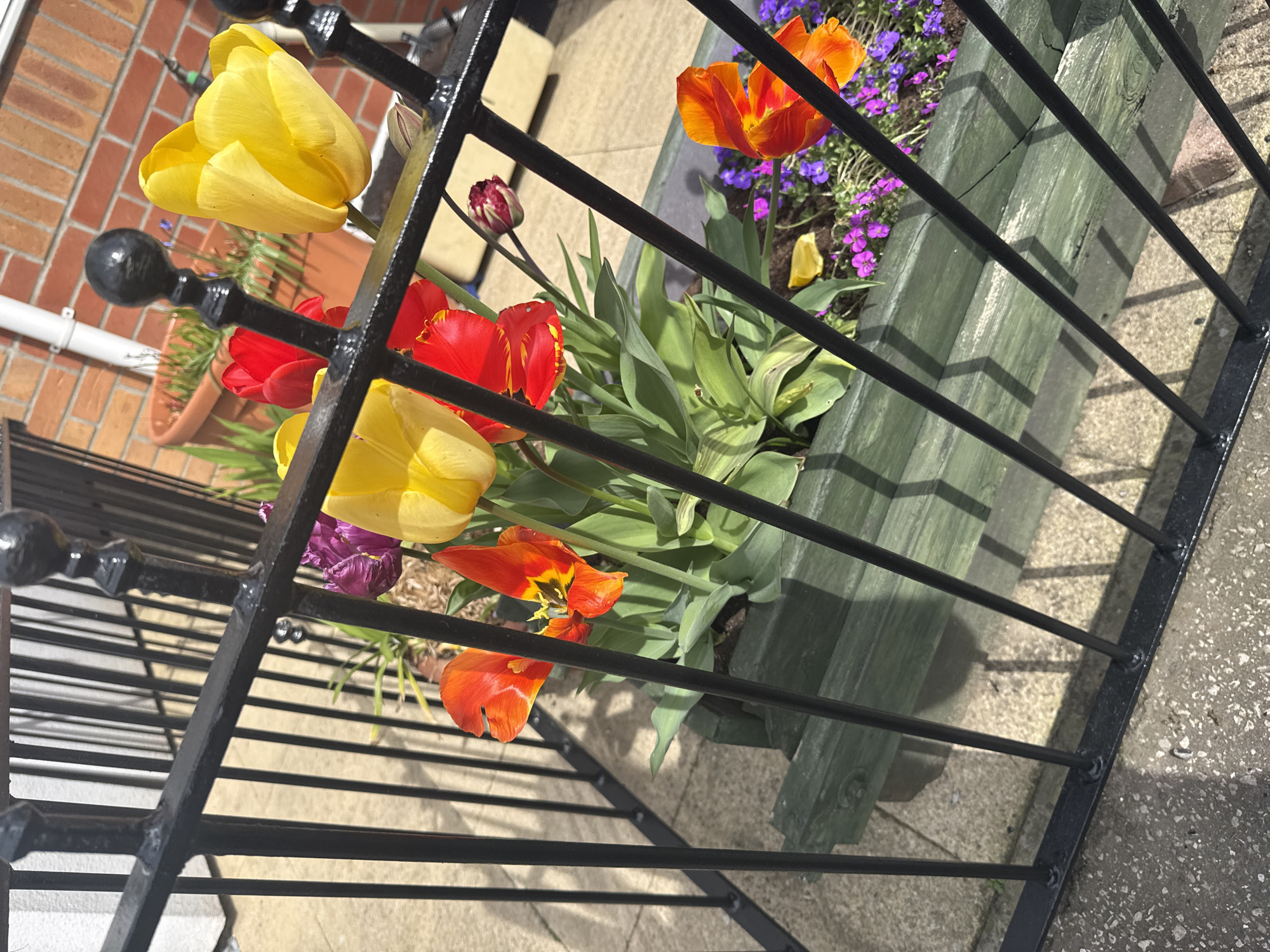 This is an eye-level, outdoor shot of a garden setting, likely in Gorleston-on-Sea, United Kingdom, showcasing a flower box filled with vibrant tulips and other flowering plants, partially obscured by a black metal fence.
The flower box, constructed from green-painted wood, contains a variety of tulips in shades of yellow, red, and orange. Some purple flowering plants are also visible, adding color contrast. The tulips have prominent green leaves.
The black metal fence is in the foreground, its vertical bars partially obscuring the flowers. The bars create a linear pattern of shadow and light across the scene. The fence has decorative ball-shaped finials at the top.
Behind the flowers, a brick wall and a white pipe are visible, suggesting a building or house. The ground is paved with what appears to be light-colored stone or concrete slabs. A plant pot with green plants is also visible in the background.
The lighting appears to be bright, creating shadows from the fence and casting a sunny atmosphere. The scene appears to be taken during the day.