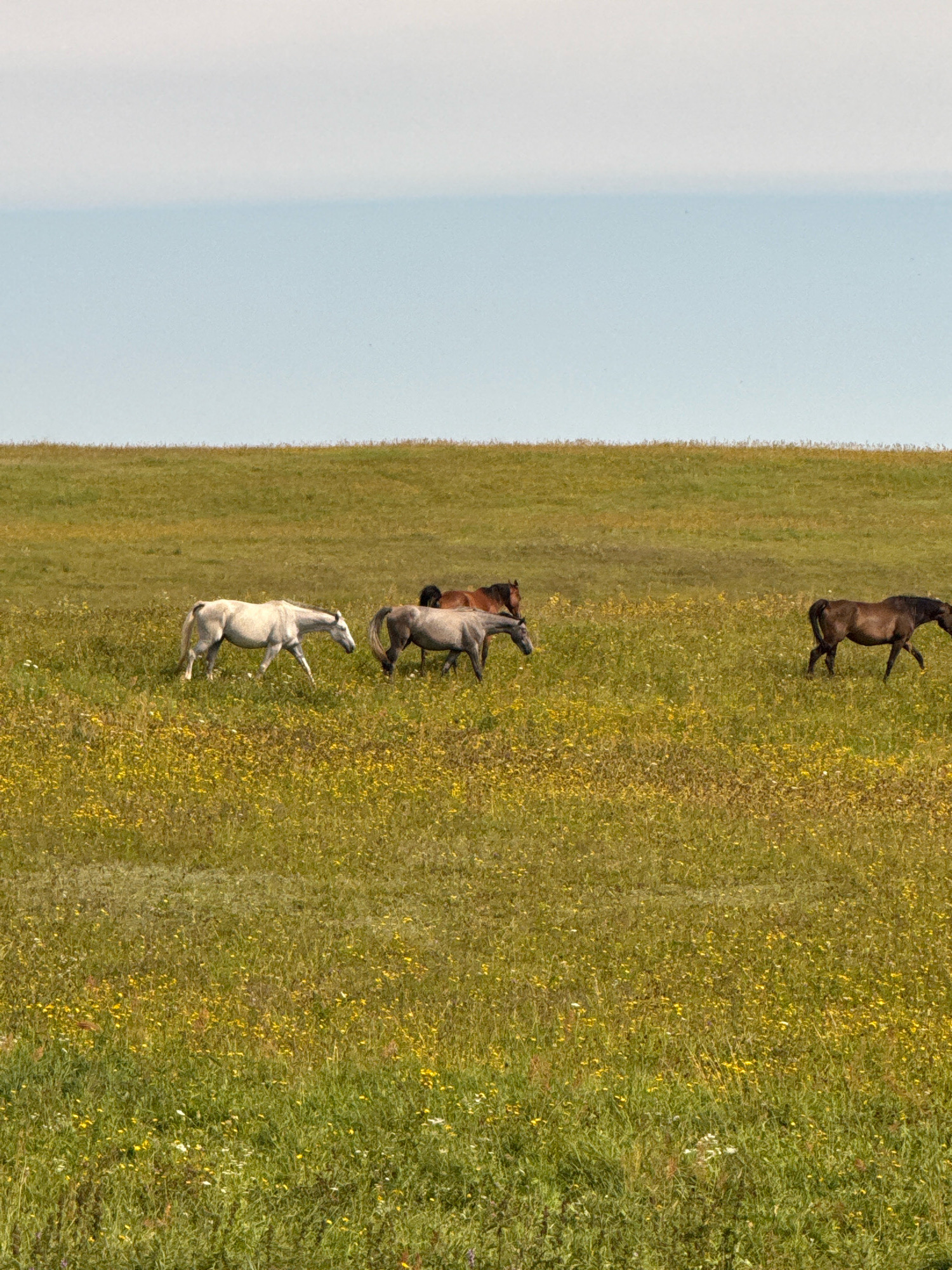 Four horses are grazing in a field of tall grass and yellow wildflowers. A light-colored horse is in the foreground to the left, facing right. Behind it, to the right, are two darker horses, one a reddish-brown and the other a darker brown. A fourth, lighter-colored horse is visible further back on the right side of the frame. The field is on a gentle incline, with a hazy sky in the background.