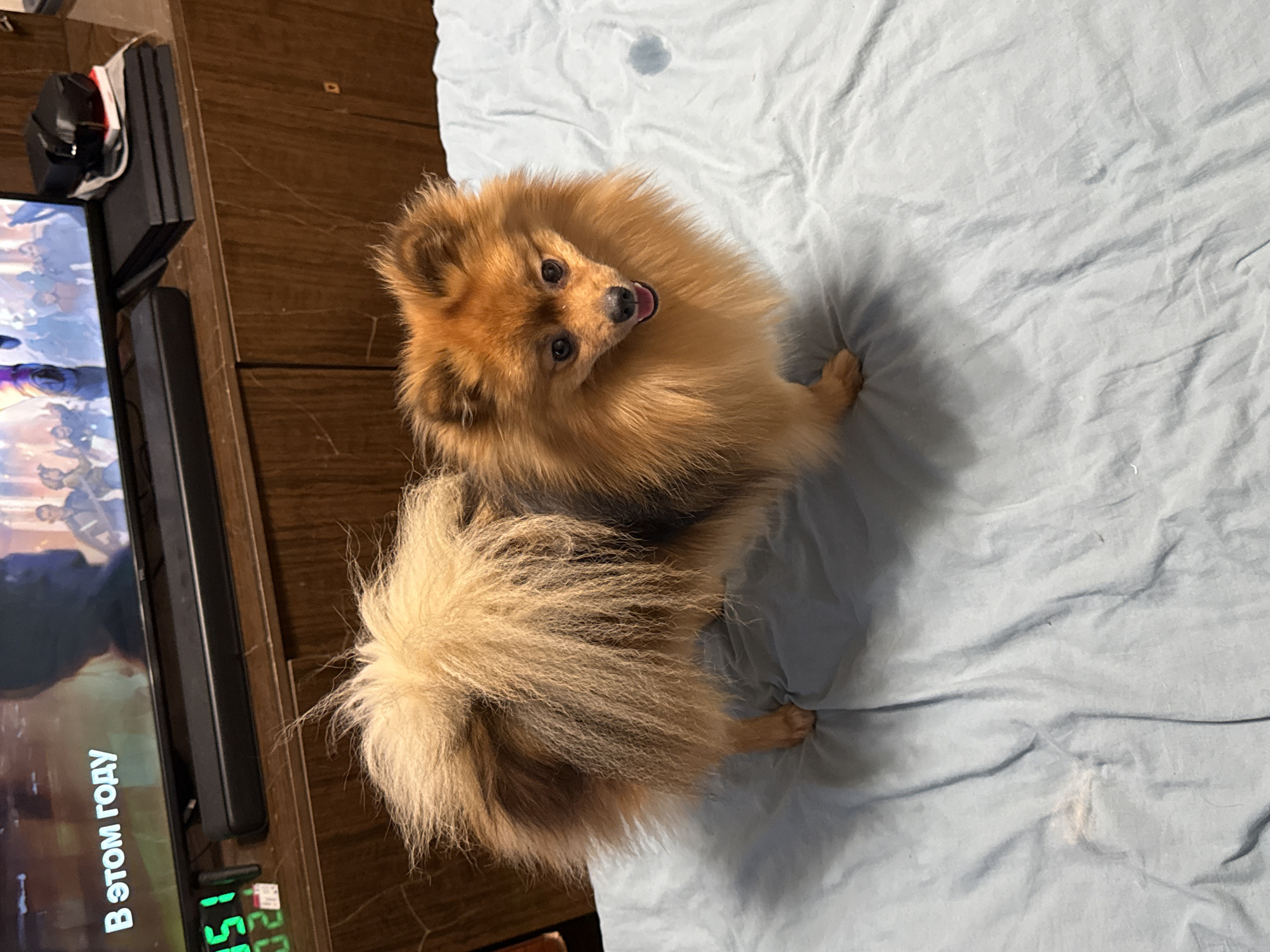 A medium shot depicts a Pomeranian dog positioned on a light blue, slightly wrinkled sheet, likely a bed covering. The dog, with its characteristic fluffy, two-toned brown and black fur, is oriented at an angle to the camera. Its head is facing the camera, displaying a friendly expression with its tongue slightly visible. The dog is in a standing or sitting position.
To the left of the sheet, the edge of a dark brown wooden surface is visible, along with a television screen displaying a scene with people and the text "В этом году", accompanied by a digital clock indicating the time. A black object, possibly a gaming console, is positioned on top of the television.
The location in Khimki, Russia, cannot be determined from the image.
