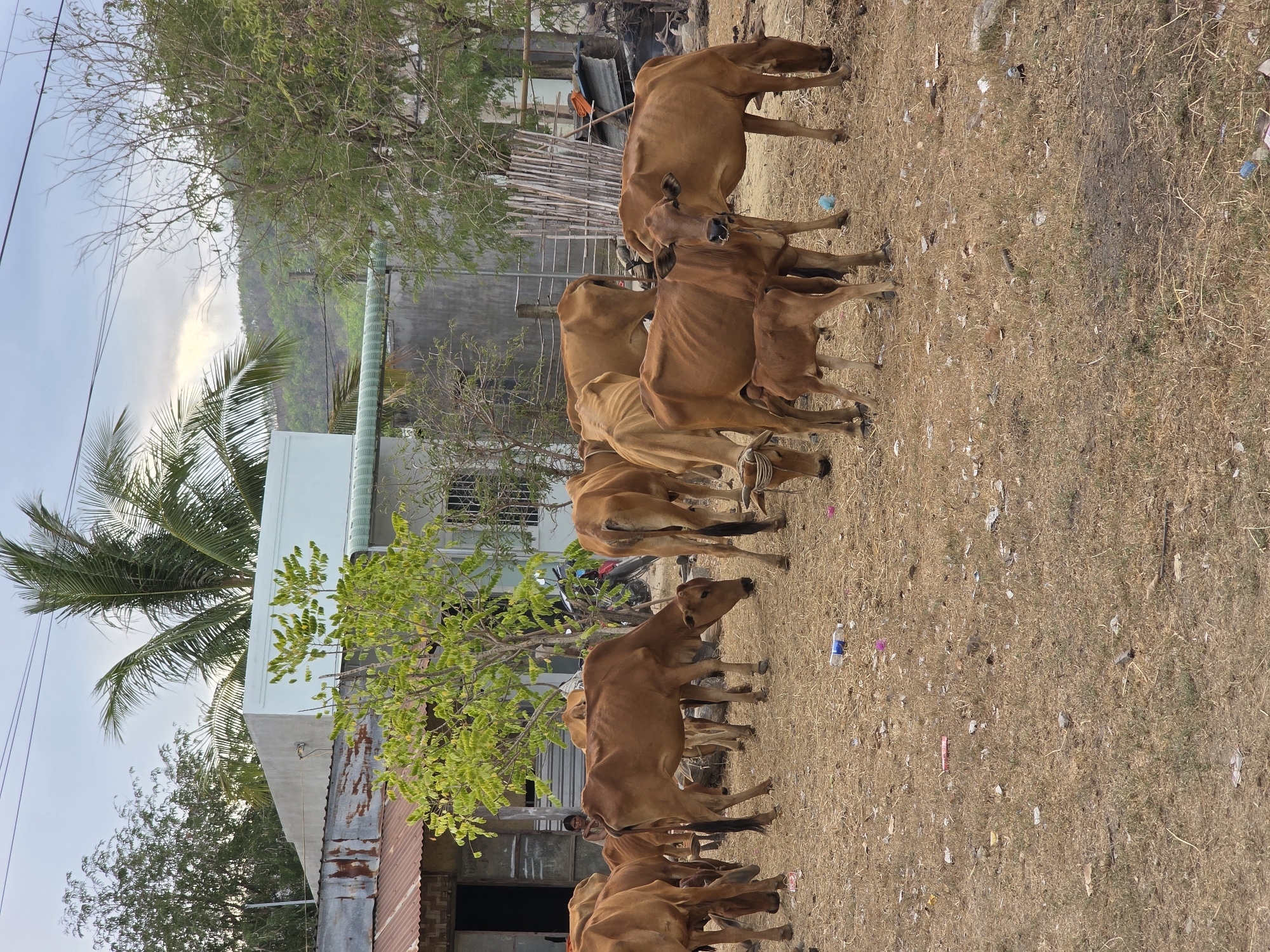A herd of brown cows stands in a dry, grassy field littered with trash in Hàm Thuận Bắc, Vietnam. Behind the cows are buildings, including one with a corrugated metal roof and a light blue upper story. A palm tree and other trees are visible in the background.