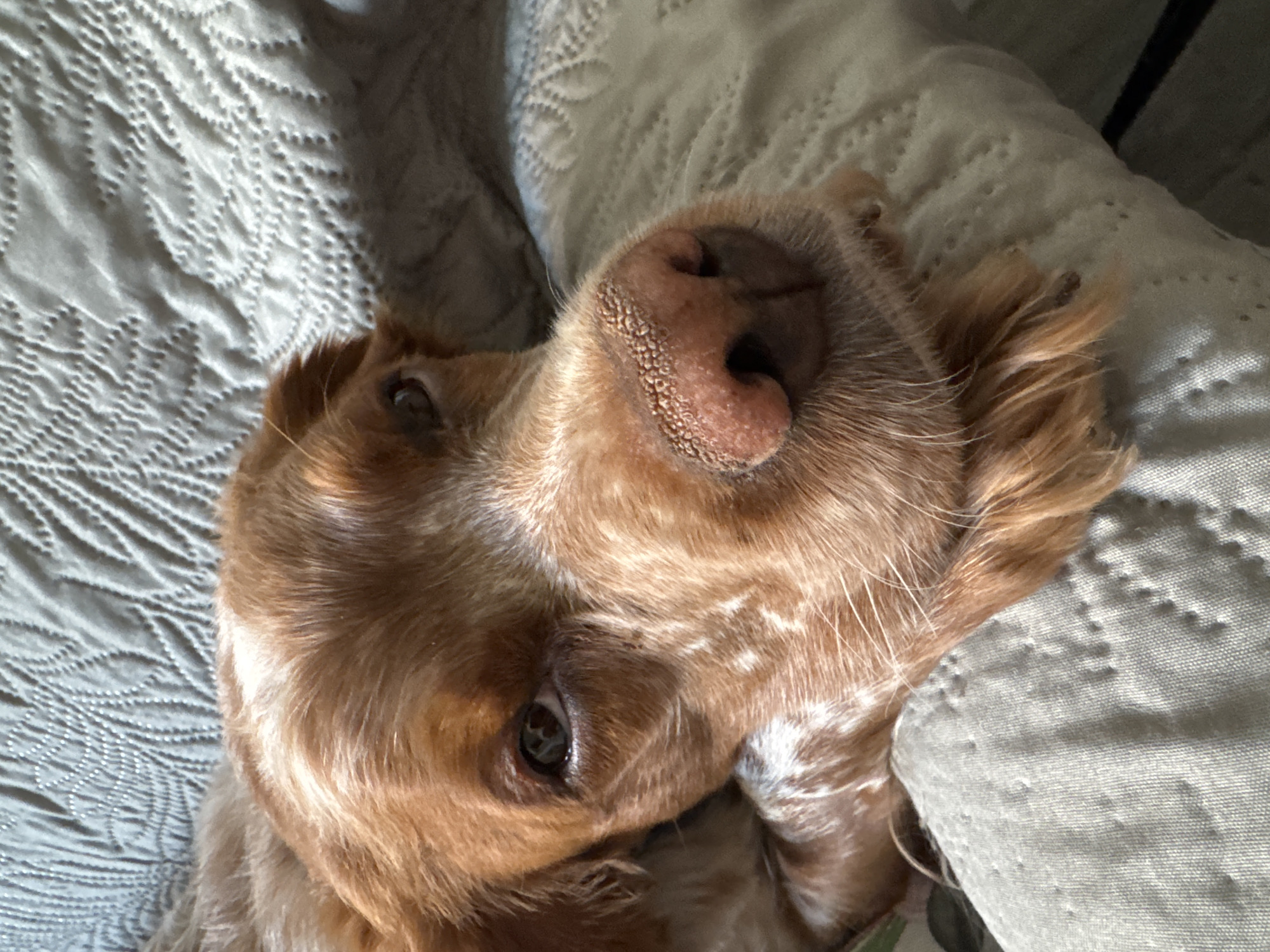 The image depicts a brown and white spaniel dog lying on its back on a grey textured surface, likely a bed or sofa. The dog's head is tilted, and it is looking directly at the camera with one eye visible. The dog has a textured pink nose. The background is a textured grey fabric. The location in the city of Sofia, Bulgaria is not discernible from the image.