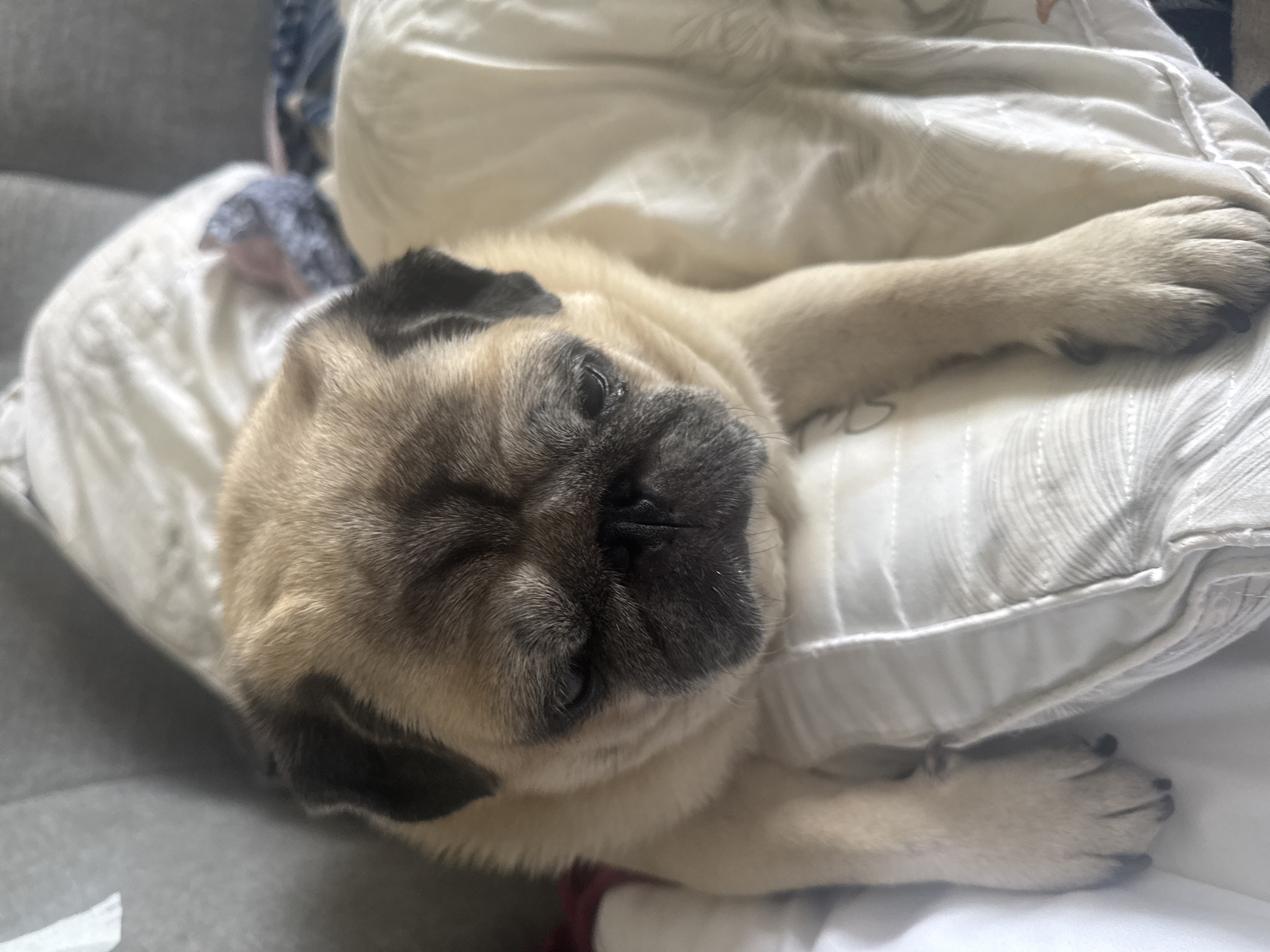 A pug dog is lying on a bed with its head resting on a pillow. The dog's eyes are partially closed and it appears to be sleepy. The bed is covered with white and grey blankets. The background is out of focus, but it appears to be a bedroom. The image does not contain any information about the city of Bishkek, Kyrgyzstan.