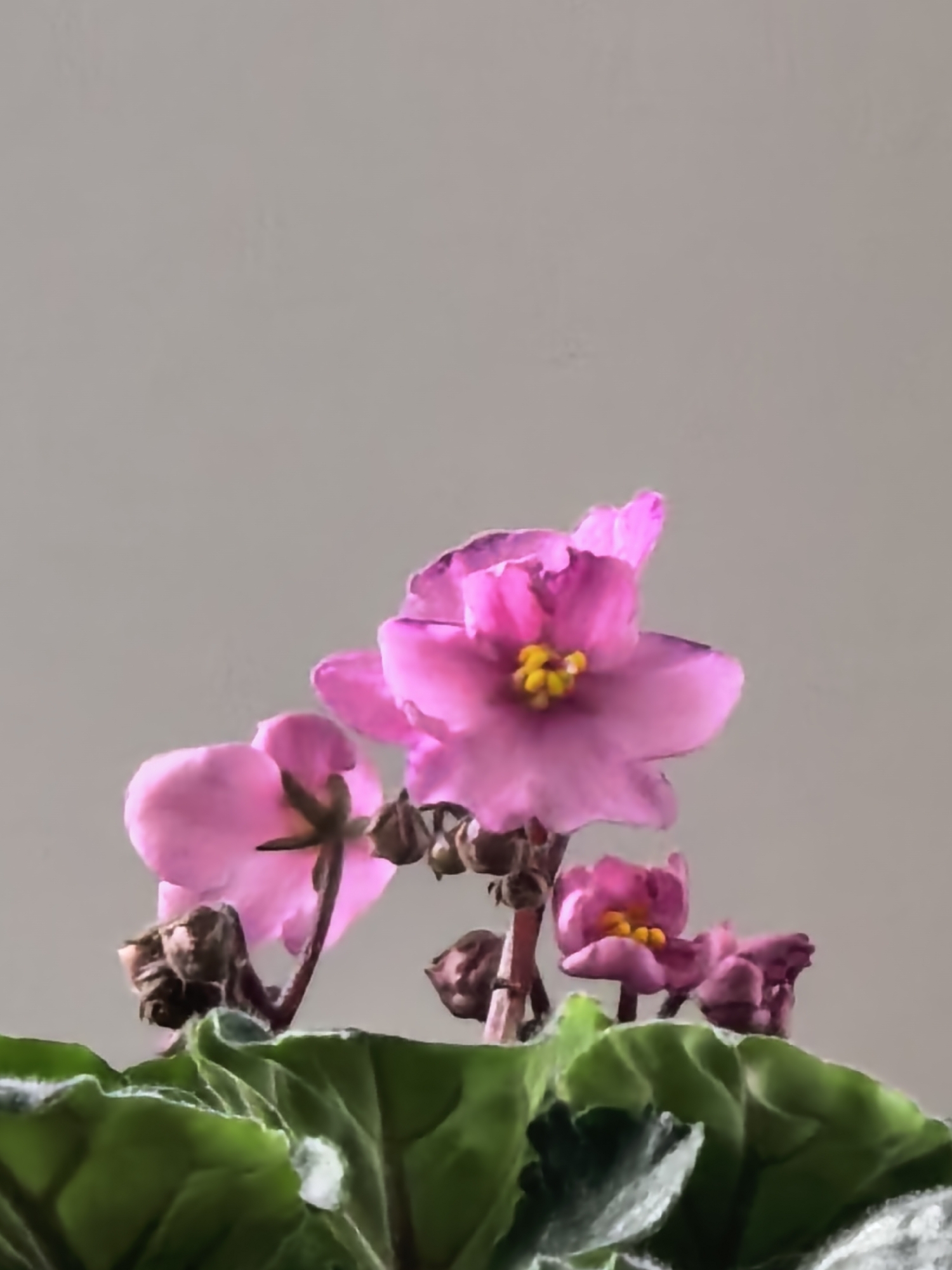 A close-up shot focuses on a blooming African violet. The flower's petals are a vivid pink, contrasting against a background of faded gray. The yellow centers of the blossoms provide a point of bright contrast. The plant's green, slightly fuzzy leaves frame the bottom of the image. The location is Unknown, Unknown.