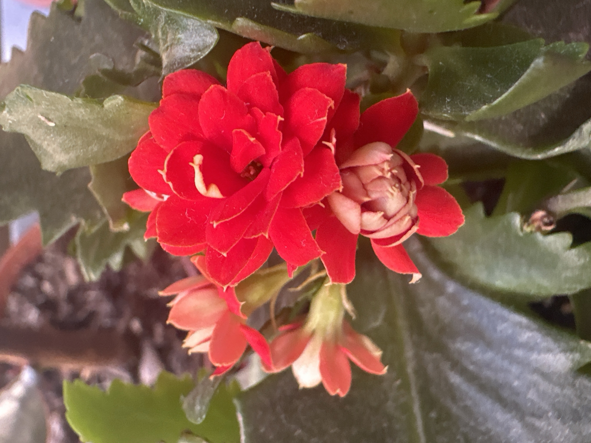 A close-up shot captures a cluster of bright red Kalanchoe flowers with some unopened buds, set against a backdrop of deep green leaves and a blurred brown stem. The lighting is soft, creating subtle shadows that highlight the texture of the petals and leaves. The depth of field is shallow, focusing attention on the vibrant blossoms while softening the background elements.