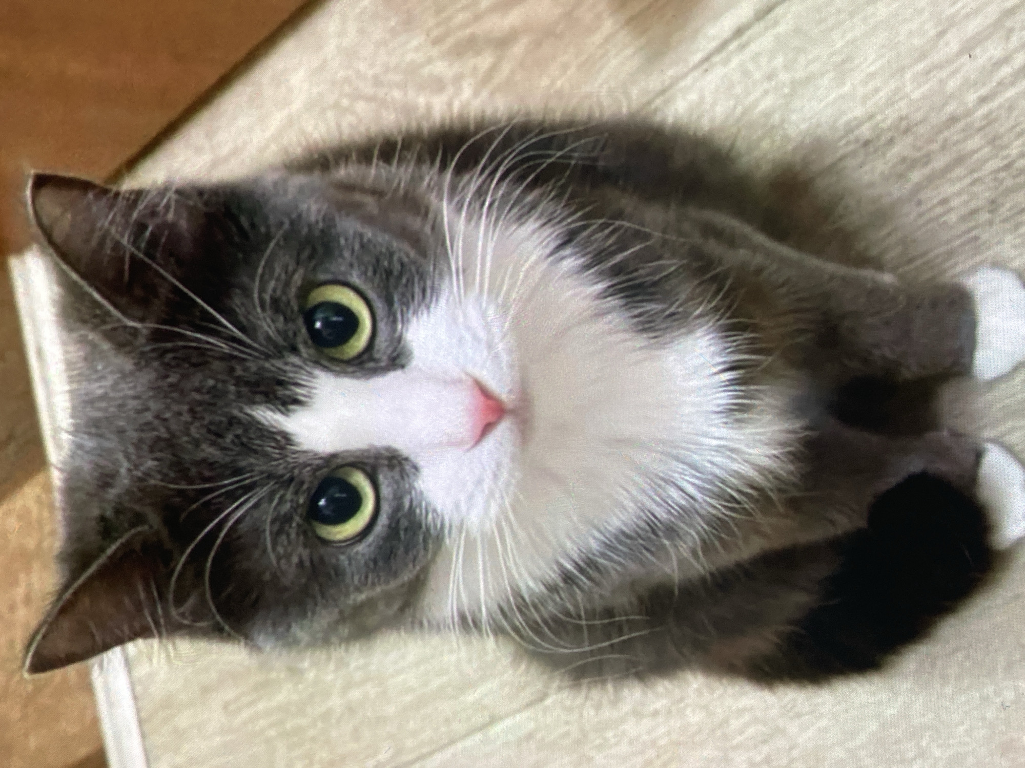 A domestic shorthair cat with gray and white fur is sitting on a light-colored floor, possibly linoleum or wood planks. The cat is looking directly at the camera with large, bright yellow-green eyes and a pink nose. It has white fur on its chest and paws, and a dark gray tail. The background is blurred, showing wooden surfaces. The location is in the city of Ustyvytsia, Ukraine.