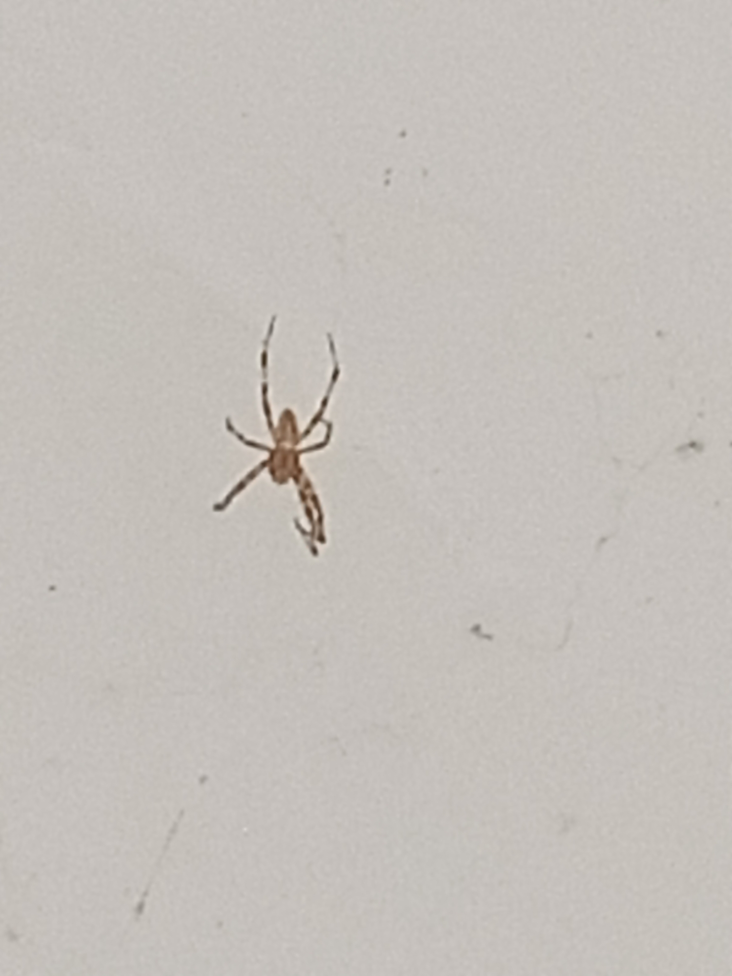 The image shows a light-colored, textured surface, likely a wall, with a small, brown spider positioned on it. The spider is in the center-left of the frame, with its legs extended. There are no other discernible objects or individuals in the image. The setting does not provide any visual cues to indicate its location within the city of Abay, Kazakhstan.