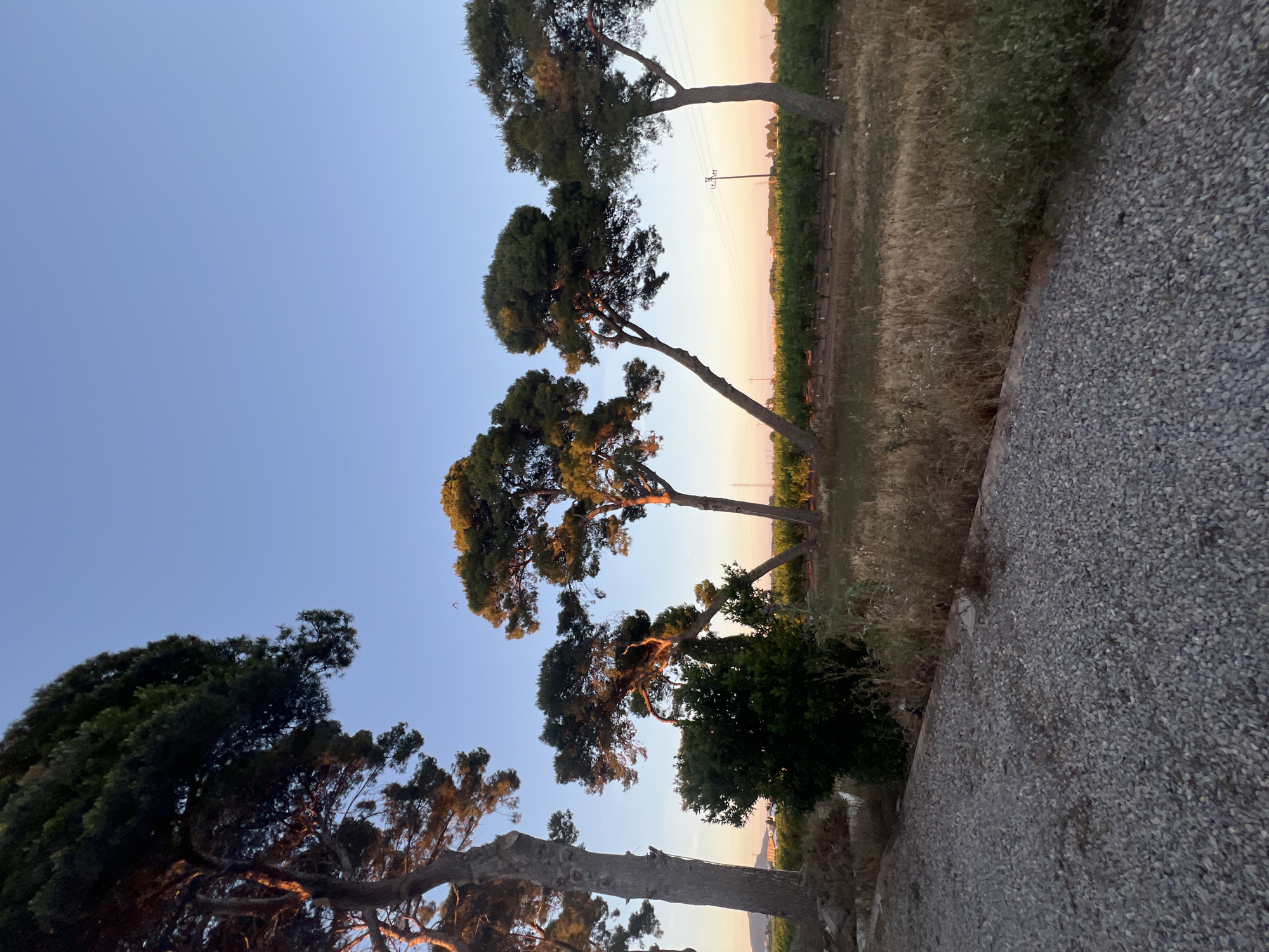 The image shows a view of the landscape in Museros, Spain, likely taken at sunset or sunrise, given the warm-toned light in the sky. The foreground features a gravel path or road running along the bottom right corner of the frame. Along the path, there is vegetation consisting of grass and shrubs. A row of trees, possibly pine trees, stands between the path and the horizon. The trees are silhouetted against the sky, which transitions from a light blue to a warmer hue of pink and orange near the horizon. Utility poles and possibly vineyards can be seen in the distance, close to the horizon line. There are no people visible in the image.