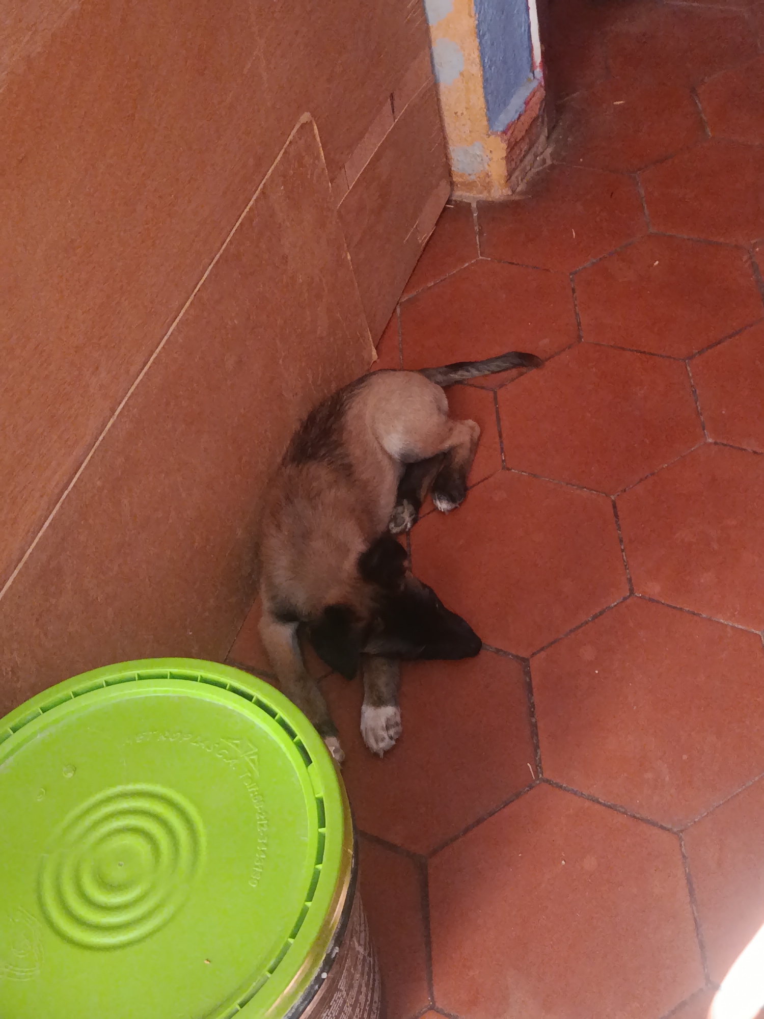 A medium-sized, brown and black puppy is lying on a reddish-brown tile floor next to a lime green bucket. The puppy is near a wall of brown paneling. The location is identified as Juan Griego, Venezuela. The scene shows a domestic interior with a resting animal.