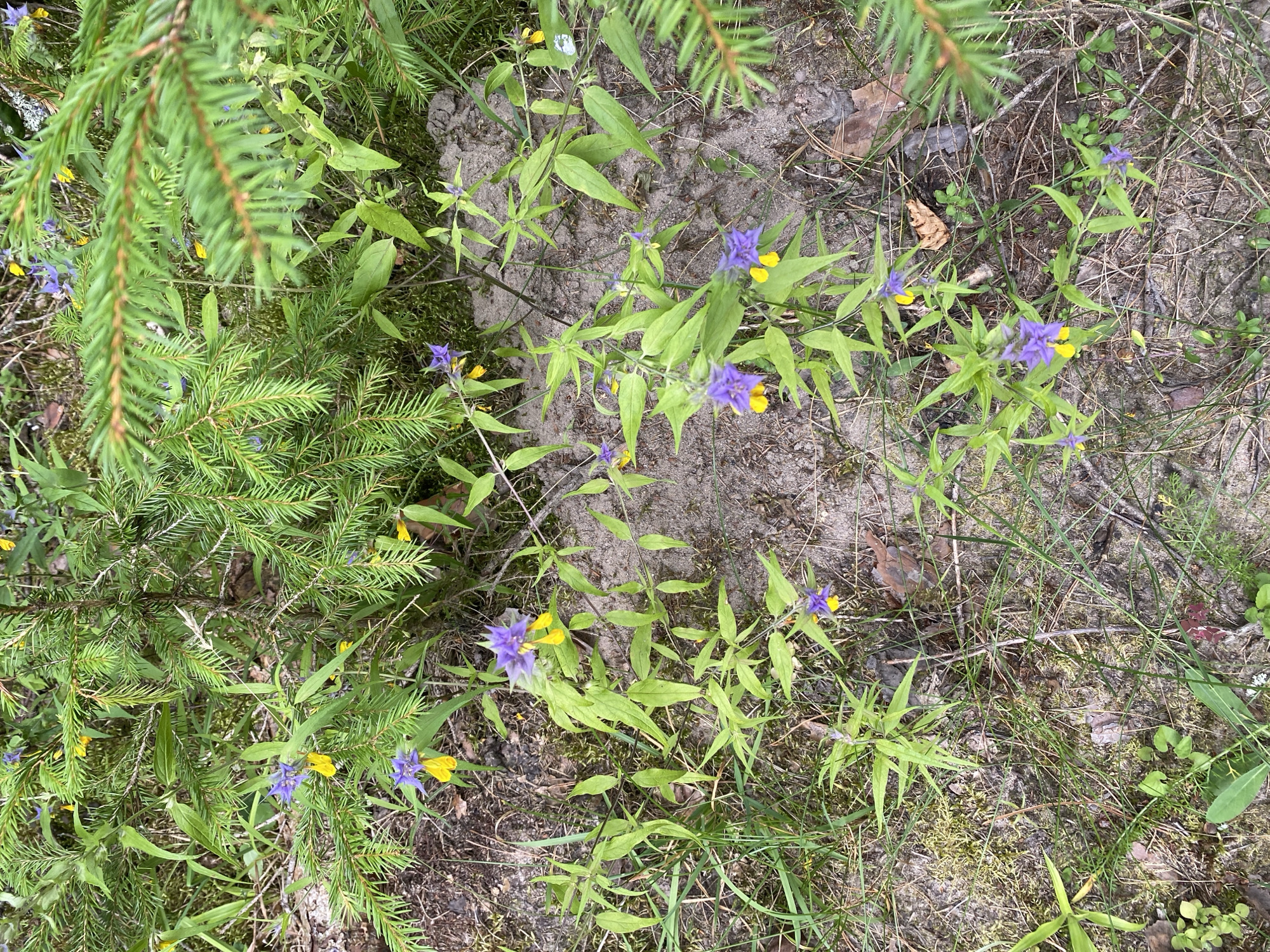 This is a close-up, high-angle shot of a forest floor, likely in Krupki, Belarus, during daylight. The scene is dominated by a mix of evergreen coniferous branches, specifically pine or spruce, with their characteristic needles. Scattered amongst the foliage are small, delicate wildflowers. These flowers have prominent purple petals with yellow centers. The ground is covered in sandy soil, pine needles, and patches of moss. There are no people or animals visible in the image. The lighting suggests an overcast or shaded environment, typical of a forest canopy.