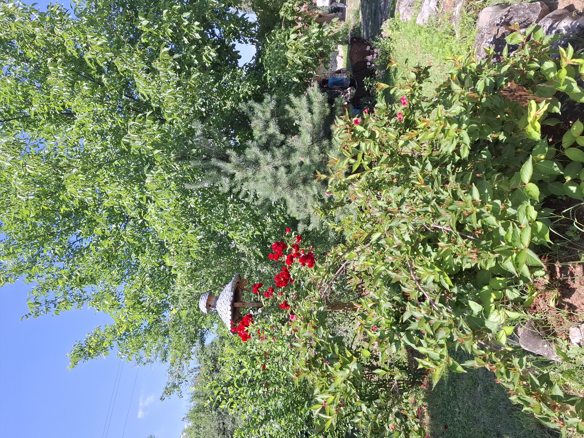 The image depicts a lush garden scene in the city of Lukovit, Bulgaria, under bright daylight. The foreground features dense green foliage from various bushes, some exhibiting small red blossoms or buds. Patches of green grass and exposed soil are visible, along with several dark rocks on the lower right. In the midground, a prominent wooden structure resembling a bird feeder or decorative post, topped with a gray shingled roof, stands centrally. Clusters of vibrant red flowers are present on branches around this structure. To its immediate right, a small, conical coniferous tree with green needles is visible. The background is dominated by the full, green canopies of large deciduous trees. A clear blue sky with a few faint white clouds is visible in the upper left, where utility lines are also present. On the right side of the background, a person wearing a blue shirt is partially visible, facing away from the viewer, near what appears to be stone walls or structures. Another individual is partially visible further to the right. Dark, low-lying decorative elements, possibly metal sculptures, are also discernible on the ground in this area.