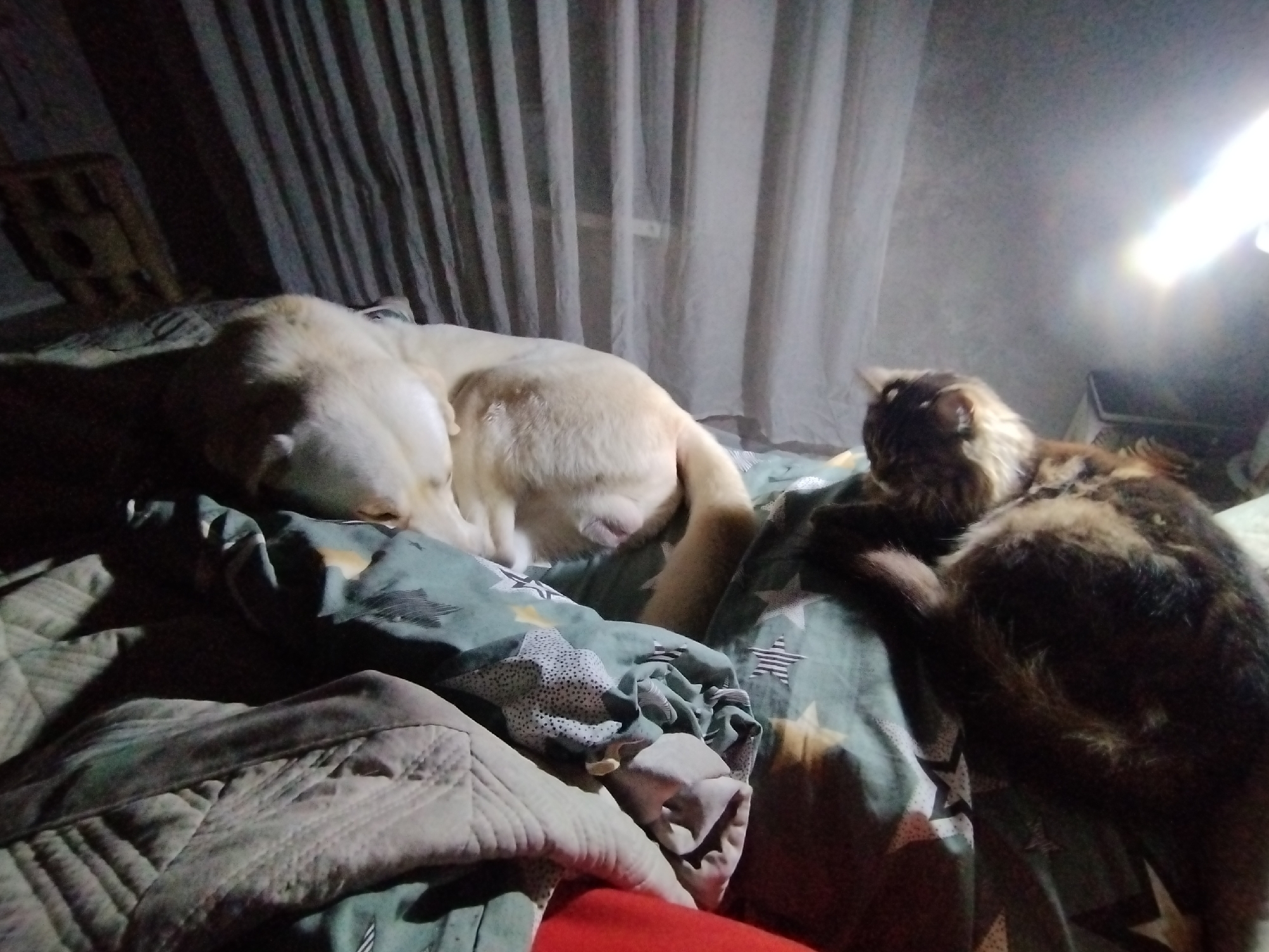 A Labrador dog and a cat are lying on a bed in a dimly lit room. The dog is lying on its side with its head resting on the bed. The cat is lying next to the dog with its tail curled around its body. The bed is covered in a patterned bedspread. There is a window behind the bed with curtains. A light source is visible to the right of the scene. Location cannot be determined to be in Grishanki, Russia.