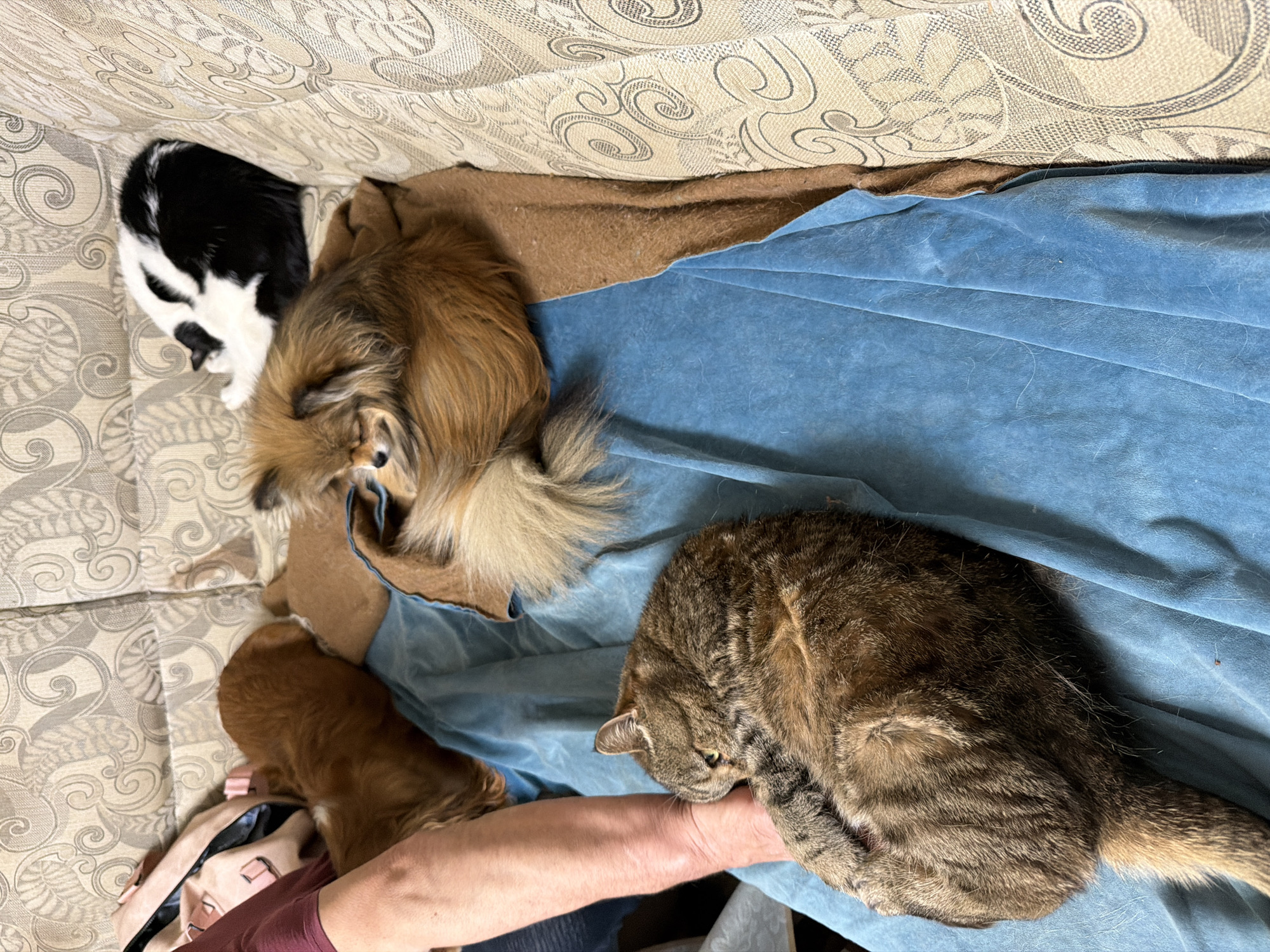 The scene depicts a tan and patterned sofa where a person, a black and white cat, a brown and tan Pomeranian dog, and a brown tabby cat are present. The cats and dog are resting or sleeping on a blue blanket, which is partially covering a brown blanket. The person's arm is visible, and the tabby cat is resting on it. Part of a backpack and a person's shirt are also visible. The location is in an interior setting in the city of Бронница, Russia.