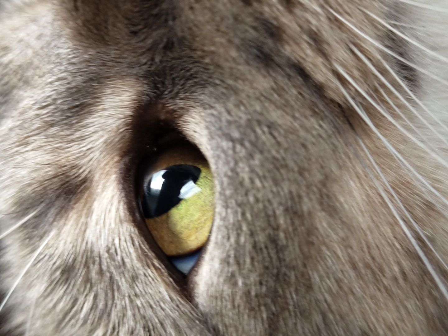 A close-up photograph depicts the eye of a feline, possibly a cat. The eye is yellowish-green with a black pupil. The surrounding fur is gray and brown, with white whiskers visible on the right side of the frame. The reflection in the eye suggests an indoor environment. The location is unknown.