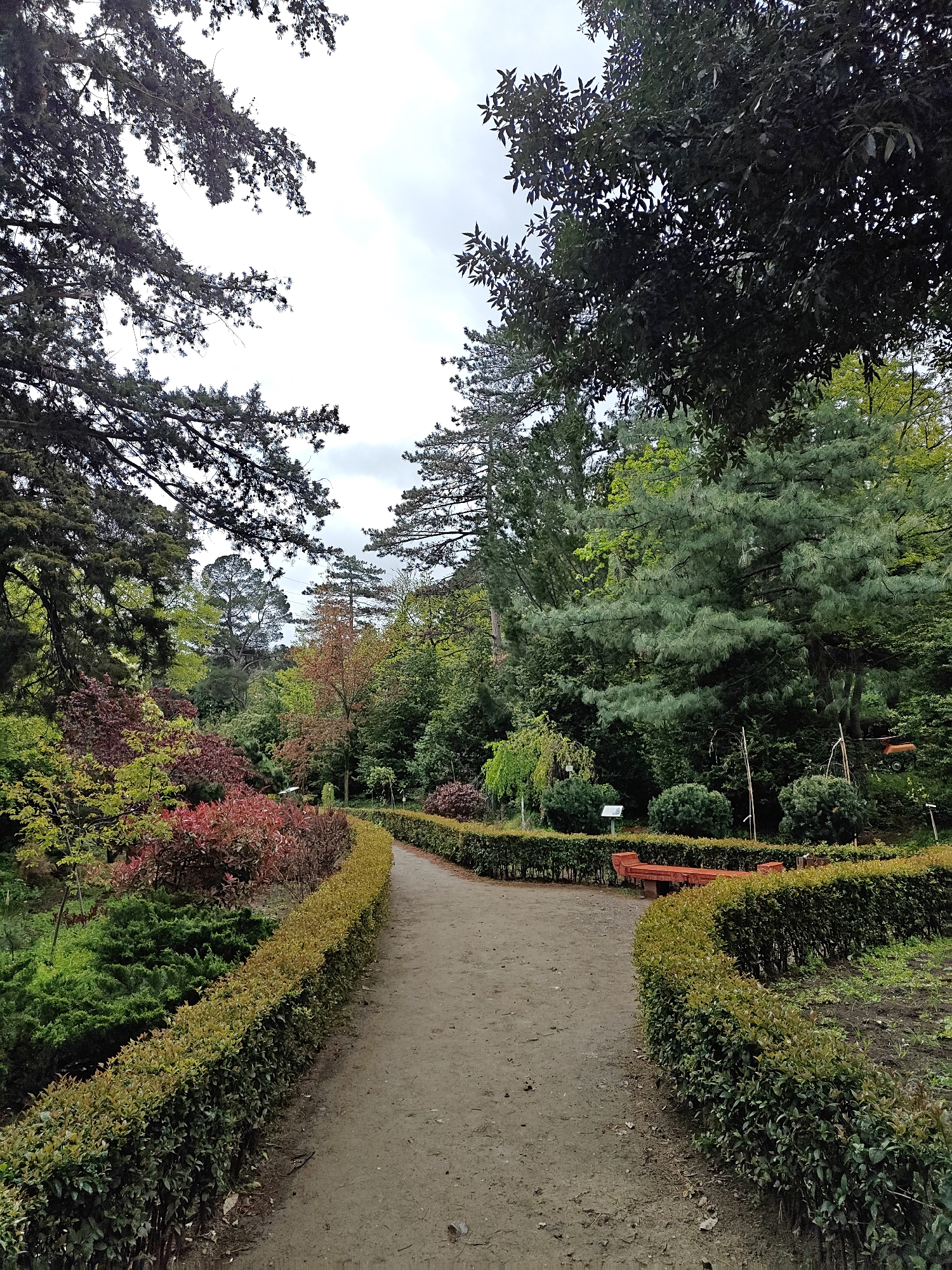 This image captures a tranquil scene within a botanical garden or park in Tbilisi, Georgia, on an overcast day. A central, light-colored dirt path gently curves to the right, inviting exploration. Both sides of the path are meticulously lined with low, neatly trimmed hedges, exhibiting a fresh blend of yellowish-green new growth atop darker green foliage.
The garden is characterized by a rich diversity of trees and shrubs. On the left, a striking array of bushes and smaller trees displays vibrant red and burgundy leaves, contrasting with the various shades of green surrounding them. Large, dark evergreen trees, possibly pines, frame the top and left portions of the sky, which is a soft grey with visible clouds. To the right of the path, beyond the hedges, the vegetation includes darker green shrubs and a prominent tree with distinct bluish-green needles.
Further along the right side of the path, two red-orange wooden benches are visible, offering a place for rest amidst the greenery. A small, white sign on a short post stands near one of the benches, though its text is not legible. No people are present, lending a peaceful and serene atmosphere to the scene, ideal for a quiet walk or contemplation in nature. The varied foliage colors suggest either late summer or early autumn, or simply the presence of plant species with year-round vibrant hues.