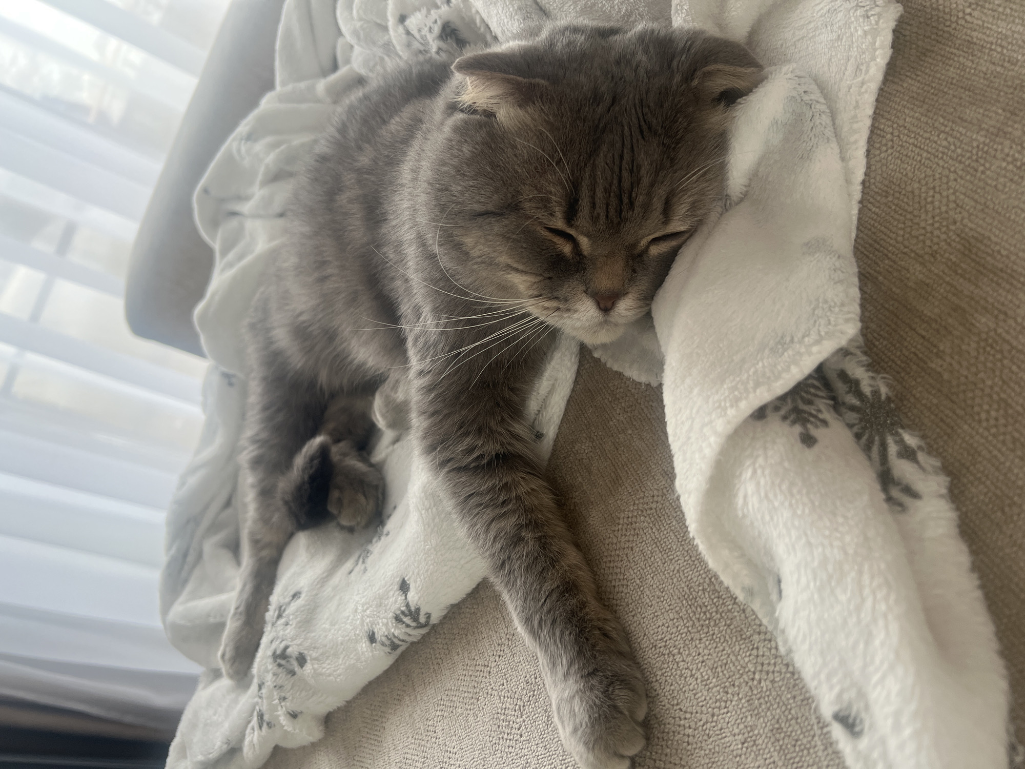 A domestic cat, likely a Scottish Fold due to its distinctive folded ears, is depicted sleeping soundly indoors. The cat, with a gray and subtly striped tabby coat, is stretched out on a soft, white blanket. Its eyes are closed in peaceful slumber, and long white whiskers extend from its muzzle. One of its front paws dangles over the edge of the blanket, and its back paws are tucked close to its body.
The blanket has a textured, fluffy appearance and features dark gray snowflake patterns in various places, adding a cozy aesthetic. The cat and blanket are resting on what appears to be a beige or light brown textured sofa or chair. In the background, a window covered by sheer white blinds or curtains allows bright, diffused light to enter the room, suggesting it is daytime. The soft lighting contributes to the tranquil and relaxed atmosphere of the scene. No text is visible in the image.