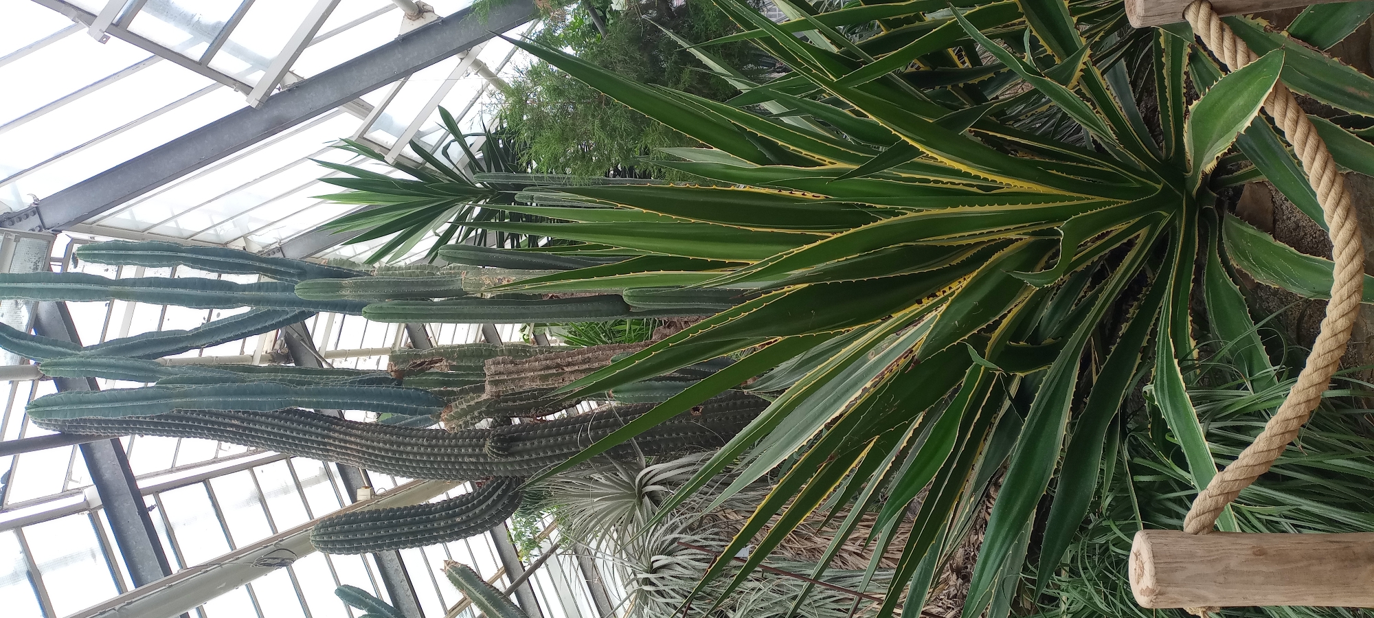 In the foreground of the image, a thick, tan-colored rope is stretched horizontally, supported by a weathered wooden post on the left. Behind the rope, a large, spiky agave plant dominates the scene, its dark green leaves edged with a vibrant yellow stripe. This plant is situated within a greenhouse, indicated by the visible metal framework and glass panels of the ceiling in the background. The greenhouse houses a variety of succulents and cacti. Tall, columnar cacti with ribbed surfaces stand prominently behind the agave, some with multiple arms reaching upwards. To the left of these cacti, a smaller, more sparsely spined cactus is visible. In the mid-ground, a spiky, silvery-green plant with thin leaves is partially obscured. The background reveals more lush greenery, possibly other plants or trees, and the structure of the greenhouse. The lighting suggests an overcast day or diffused artificial light within the greenhouse. This scene is located in the Tropenschauhaus (Tropical House) of the Rombergpark Botanical Garden in Dortmund, Germany, which is known for its extensive collection of cacti and succulents. There are no people or animals present in the image.