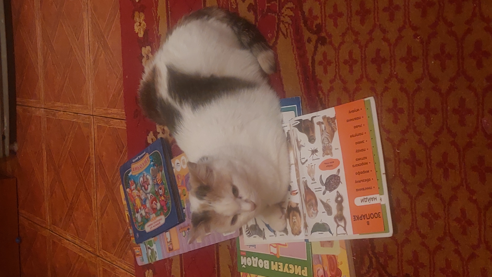 A top-down, slightly rotated view shows a white and gray cat lying on top of several children's books on a patterned rug, possibly inside a residence. The books include titles in Russian, one of which is "B 3000APE" (in the zoo) and includes pictures of animals. There is a blue book with cartoon characters on the cover. The background consists of a tiled floor and the patterned rug. The location is likely Novosibirsk, Russia, based on the language on the books.