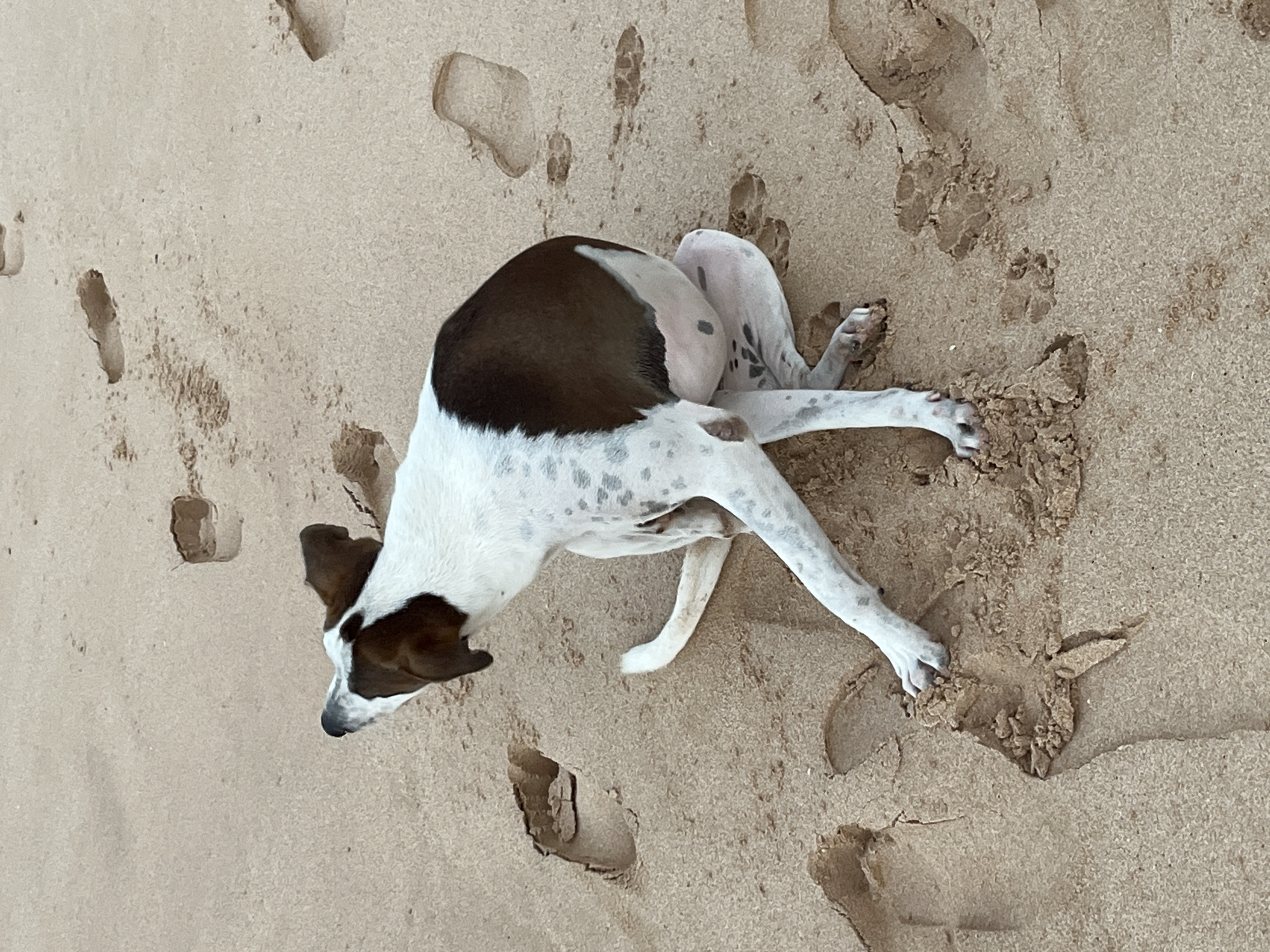 A medium-sized dog with white and brown patches is on a sandy beach in Habaraduwa, Sri Lanka. The dog is facing away from the camera, with its head turned to the left, looking upwards. It is in a crouching position, with its hind legs tucked underneath its body and its front paws extended forward, one of which is partially embedded in the sand. The sand is light brown and appears to be wet in places, with several footprints visible. The dog's tail is curled over its back. The overall scene suggests a moment of rest or play on the beach.