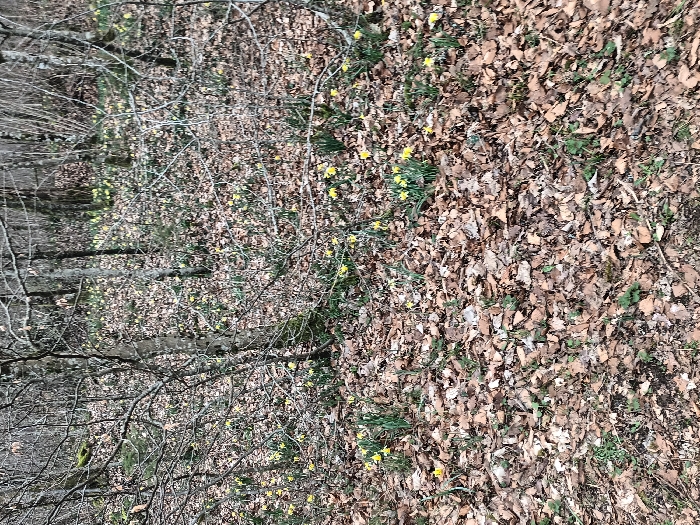 The scene is a wooded area in Étalle, Belgium. The ground is predominantly covered by a dense layer of brown, fallen deciduous leaves. Numerous clusters of yellow daffodils are visible, interspersed throughout the leaf litter, with green shoots extending from the ground. Bare deciduous trees, varying in trunk thickness, occupy the midground and background, their branches mostly devoid of foliage. Some trees exhibit moss or lichen growth on their bark. No individuals or man-made objects are present. The lighting suggests an overcast outdoor environment.