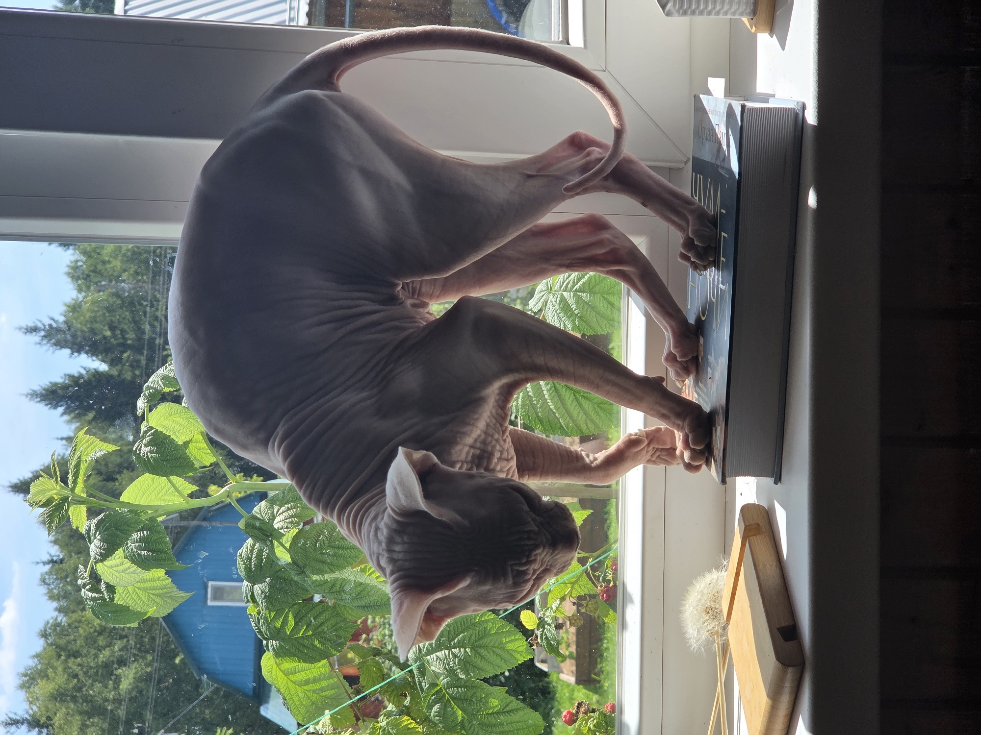 A hairless cat, likely a Sphynx breed, is perched on a stack of books on a windowsill. The cat is leaning forward, with its head down and front paws on the top book, appearing to be looking down at something. The windowsill is white and the cat is illuminated by sunlight. Outside the window, there is lush greenery, including raspberry bushes with red berries, and a blue house in the background. The setting appears to be rural, consistent with a location like Восход Снт (фролово), Russia, a dacha or village area outside a city. On the windowsill, to the left of the cat, is a wooden object, possibly a phone stand, and a dandelion fluff. To the right, out of focus, is a white patterned object. The overall scene suggests a domestic setting with a view of nature.