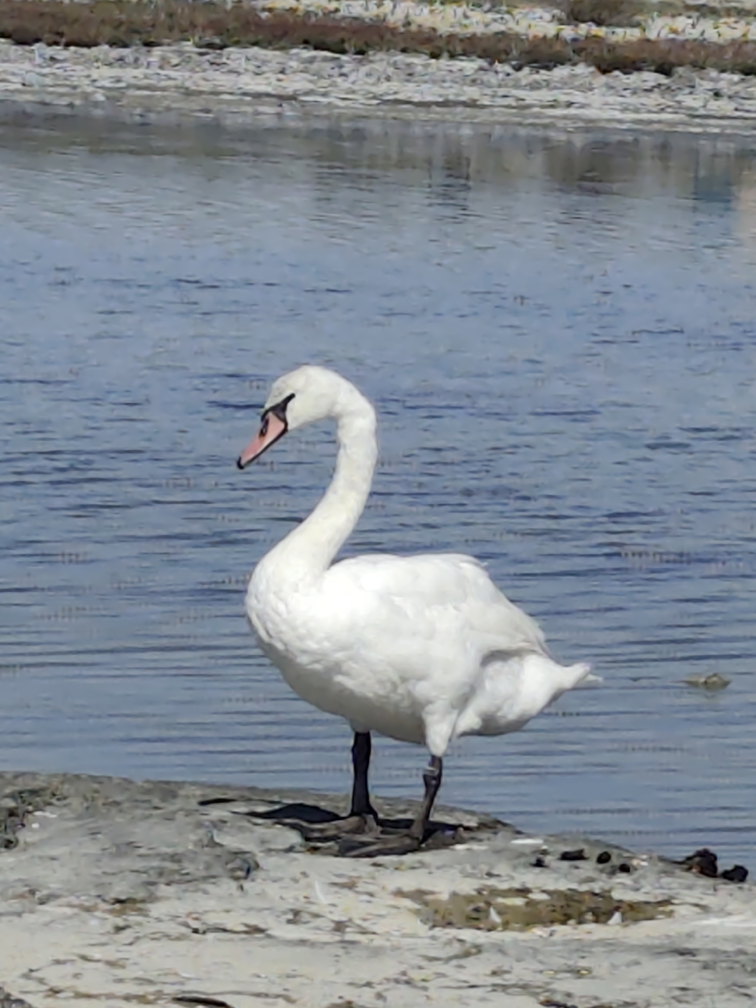 A white swan stands on a rocky shore, facing right, with its neck curved. The swan is predominantly white with a pink and black beak. Behind the swan is a body of water, which appears blue with ripples. The background shows a strip of land with vegetation. The image appears to be taken outdoors in a natural setting, possibly a lake or pond. There are no people or other animals visible in the frame.