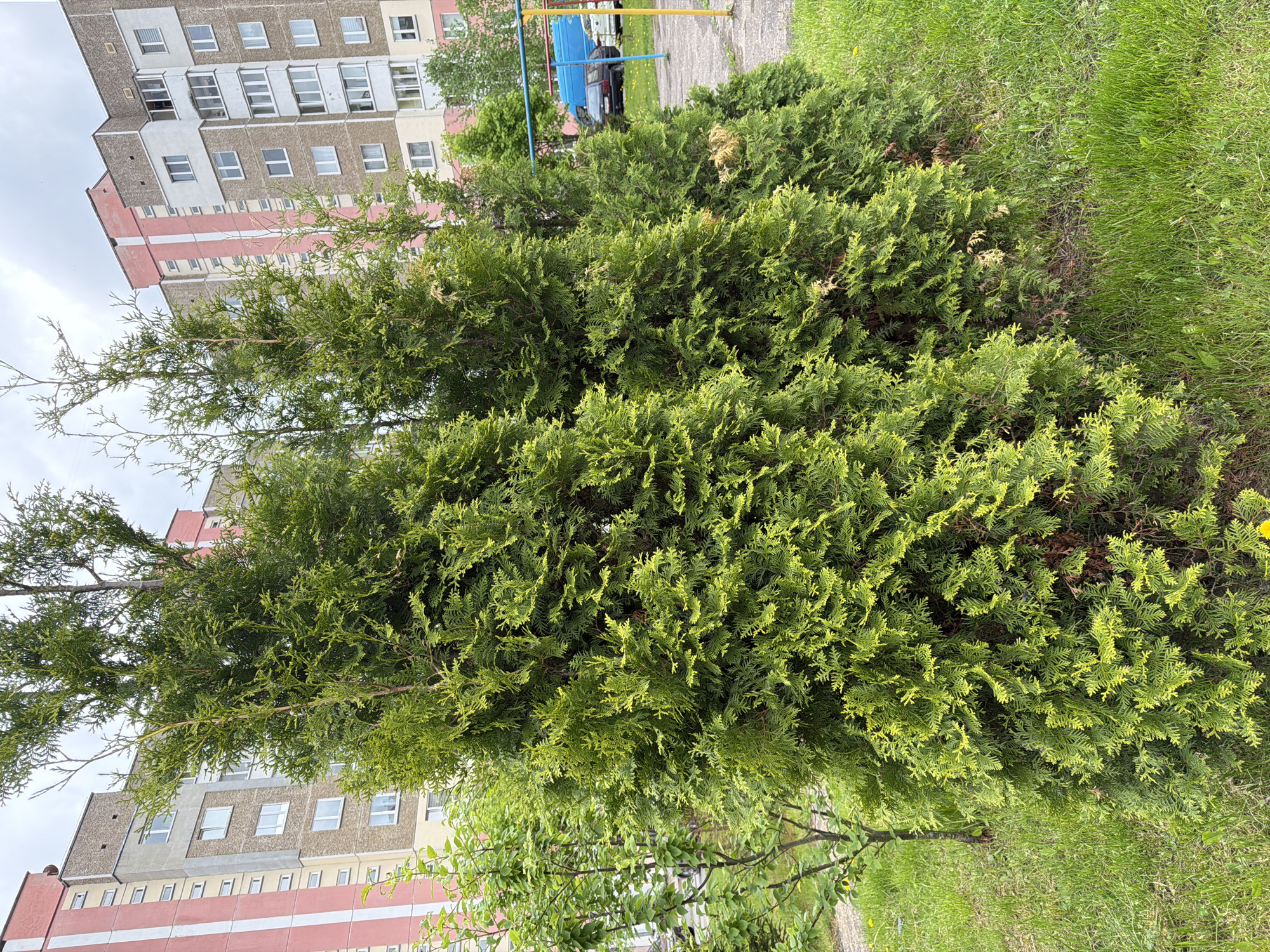 The image shows a large, evergreen shrub or small tree, likely a type of arborvitae or cypress, occupying the foreground. The foliage is dense and green, with some areas appearing slightly yellowed or browned. To the left of the shrub, a multi-story building is partially visible, featuring a light-colored facade with rows of windows and red accents. Behind the shrub, a grassy area extends to the right, while a playground structure with blue and yellow bars can be seen in the background. The overall setting appears to be an urban park or green space near residential buildings. The image has been rotated to the side.