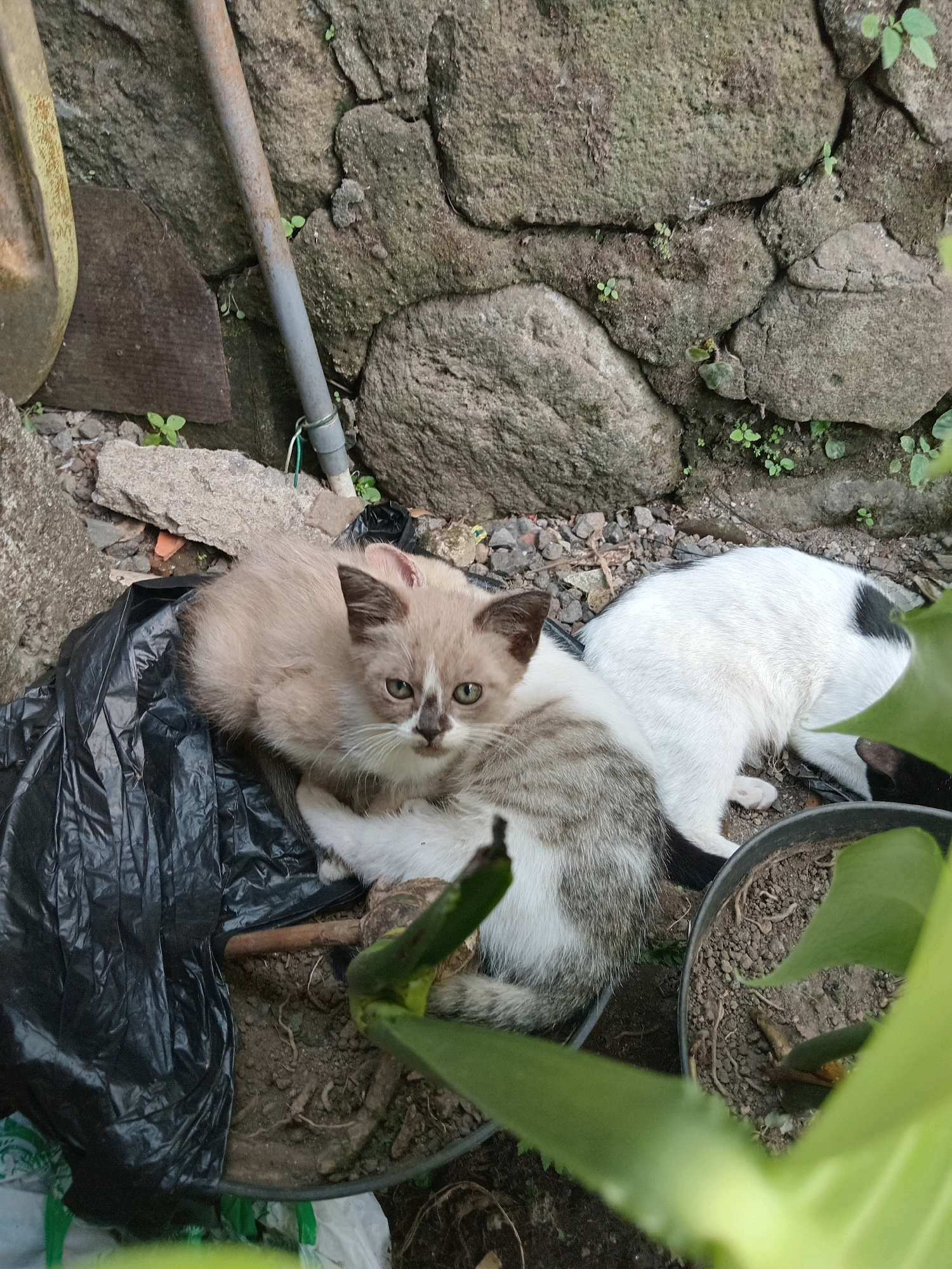 In Claket, Indonesia, two cats are resting on a black plastic bag in front of a stone wall. The cat in the foreground is a light brown kitten with white markings on its face and chest, and it is looking directly at the camera with green eyes. Behind it, another cat is lying down, mostly obscured from view, with black and white fur. The ground is covered with dirt, small rocks, and some green plants. A metal pole, likely part of a tool, leans against the wall to the left, and a black pot with a plant is visible to the right. The scene appears to be an outdoor, possibly backyard, setting.