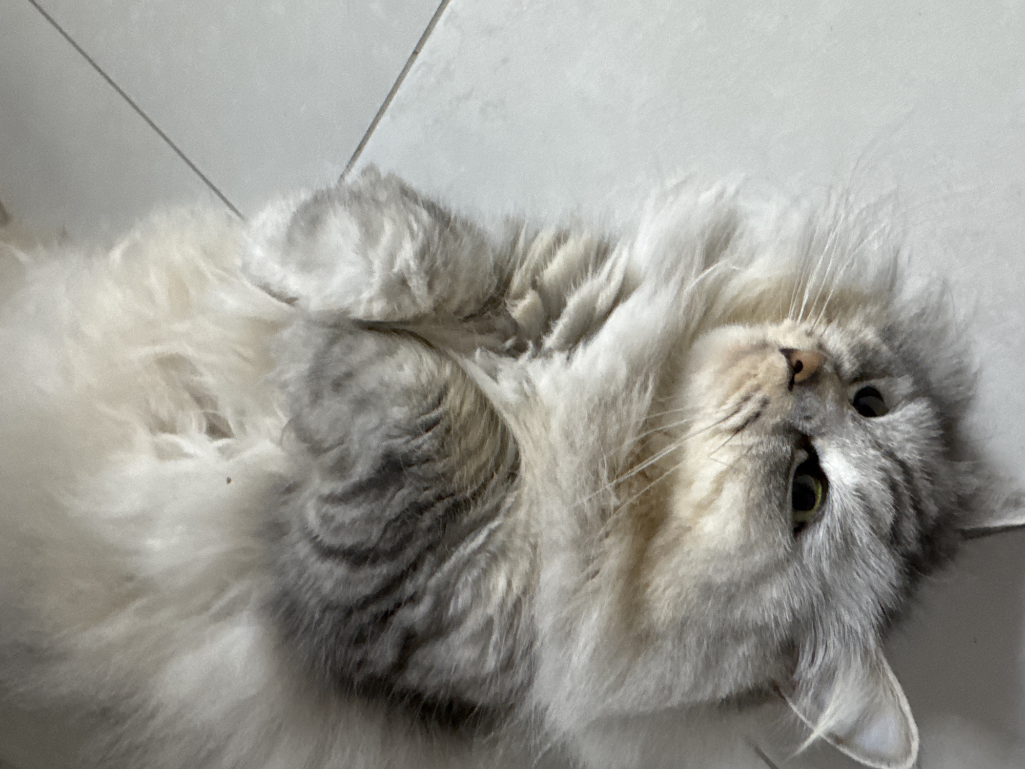 A long-haired domestic cat is depicted lying supine on a light gray tiled floor in Gornyi (Dvurechenskoe S/P), Russia. The feline's dense fur displays a gradient of white, cream, and various shades of gray, with prominent dark gray tabby stripes visible on its torso and facial region. Its head is tilted towards the viewer, revealing a partially open left eye with a greenish-yellow iris. The cat's light pinkish-brown nose and numerous white whiskers are discernible. Its forepaws are raised and partially obscured by its voluminous fur. The surrounding environment consists solely of the light gray tiled floor, characterized by visible dark grout lines. No other individuals or objects are present within the frame.