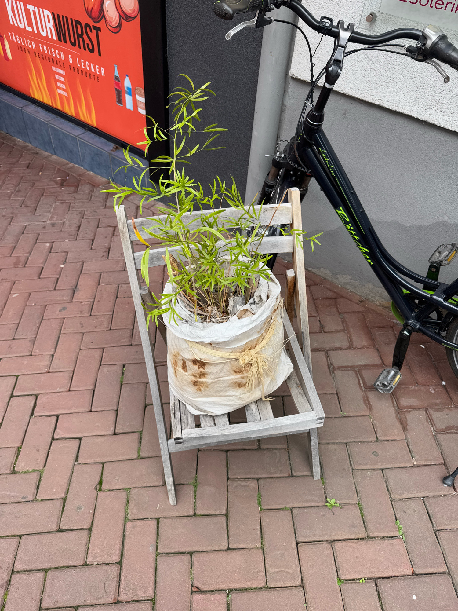 The image depicts a potted plant, likely bamboo, situated on a weathered wooden folding chair. The chair is placed on a herringbone-patterned brick sidewalk. To the left of the chair is a large, bright orange sign with black text that reads "KULTURWURST TÄGLICH FRISCH & LECKER 100% REGIONALE PRODUKTE". The sign also features illustrations of sausages and bottles. To the right of the chair and extending into the background is a black bicycle with green accents. The bicycle has a modern design with visible handlebars, frame, pedals, and wheels. The setting appears to be an urban environment, possibly a commercial district in Cleves, Germany, given the presence of the business sign and the sidewalk. There are no people visible in the image. The lighting suggests it is daytime.