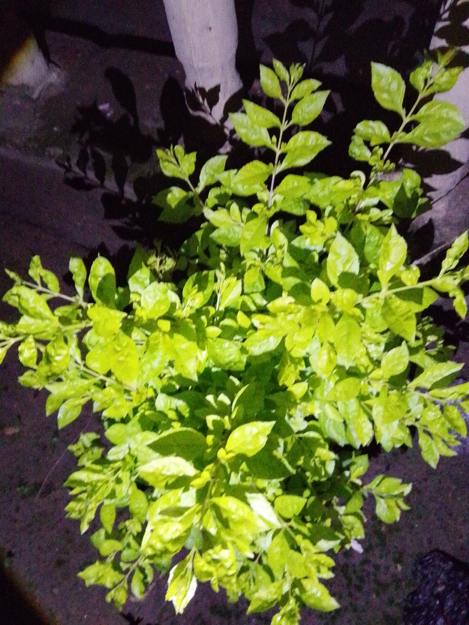 A close-up, overhead shot captures a vibrant green shrub, its leaves illuminated by an unseen light source, creating a stark contrast against the dark, muted background. The plant, with its numerous branches and clusters of leaves, appears healthy and lush, dominating the frame. The background is largely indistinct, featuring a textured, dark surface that could be soil or pavement. A light-colored, vertical element, possibly the trunk of a tree or a post, is partially visible in the upper portion of the image, casting faint shadows. The lighting suggests the image was taken at night or in a dimly lit environment, possibly outdoors in a garden or public space in Serti, Nigeria. No people or animals are visible in the image.