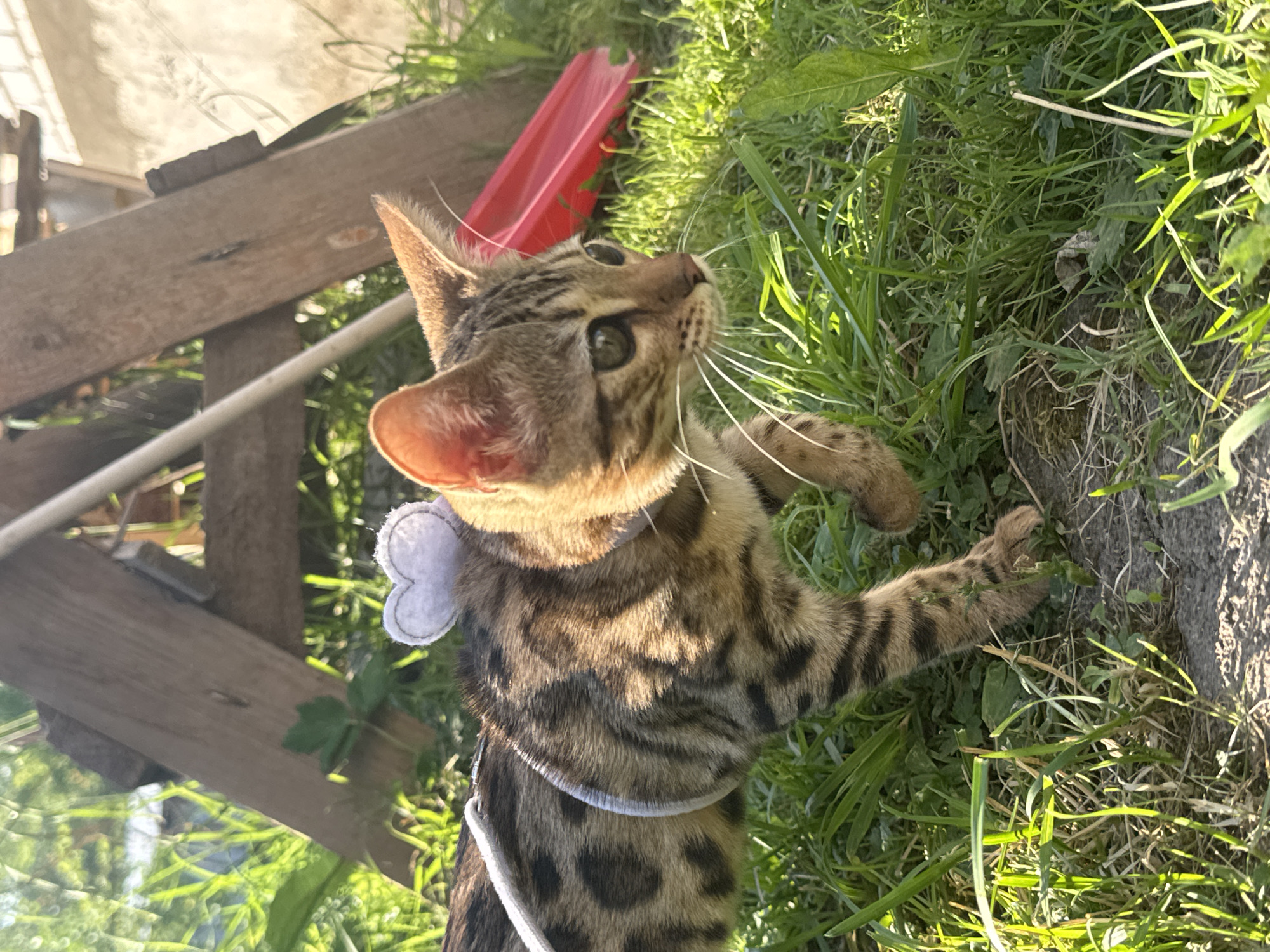 A Bengal kitten, adorned with a white heart-shaped accessory on a harness, stands in lush green grass under bright sunlight. The kitten is looking upwards and to the right with an inquisitive expression, its coat displaying the breed's characteristic spotted markings. In the background, a weathered wooden structure and a bright red object, possibly a toy, are visible. The scene suggests an outdoor setting, likely a backyard or garden, with the sun casting strong shadows, indicating it is either early morning or late afternoon. The lush grass and the kitten's playful posture convey a sense of warmth and domesticity. No visible text is present in the image. The location is Rzhev, Russia.