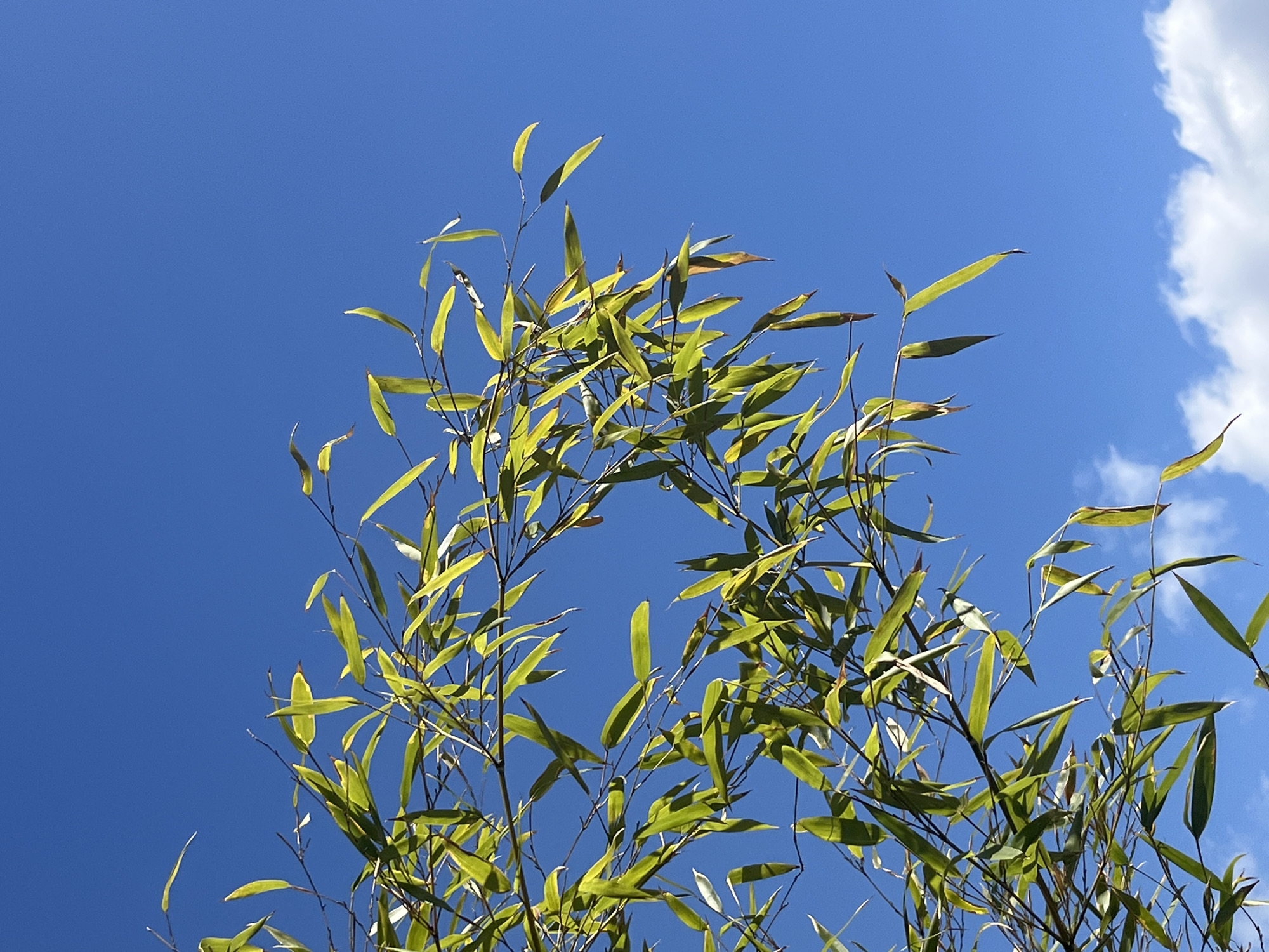 The image shows bamboo plants against a bright blue sky with a few white clouds in the upper right corner. The leaves are mostly green with some yellowing and browning tips. The bamboo is located in Metz, France.