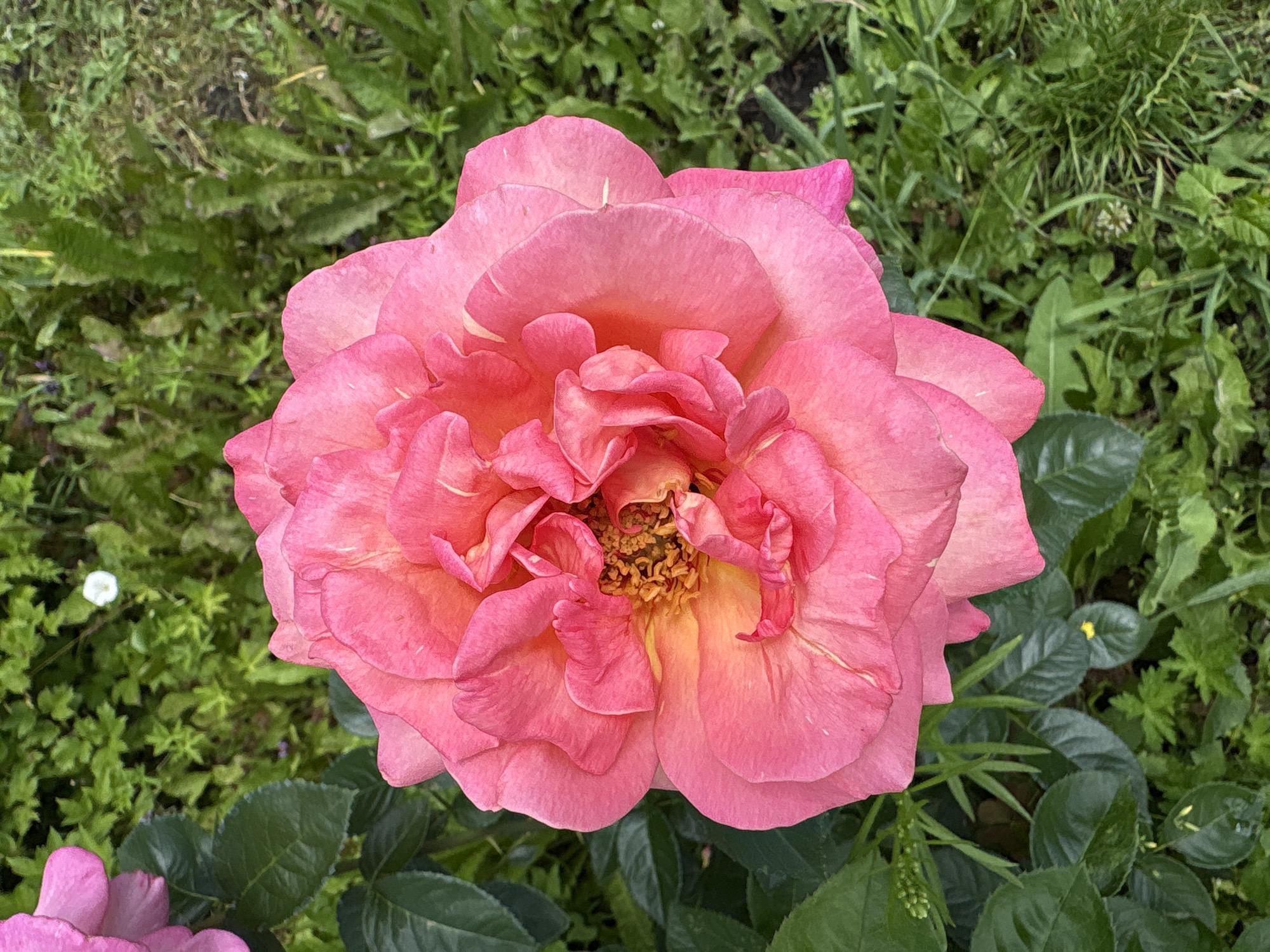 A top-down view shows a vibrant pink rose in full bloom. The rose is centered in the frame, with its delicate petals unfurling outwards. The petals display a gradient of color, shifting from a deep pink on the outer edges to a lighter, more peachy tone towards the center. The innermost part of the rose reveals its golden stamen, clustered together. Surrounding the rose is lush green foliage, with some leaves in focus and others softly blurred in the background. The environment suggests an outdoor setting, likely a garden, with hints of other plants and a small white flower visible in the upper left portion of the image. The scene appears still and peaceful, capturing the natural beauty of the rose. There is no indication of the specific location in Dubrovino, Russia.
