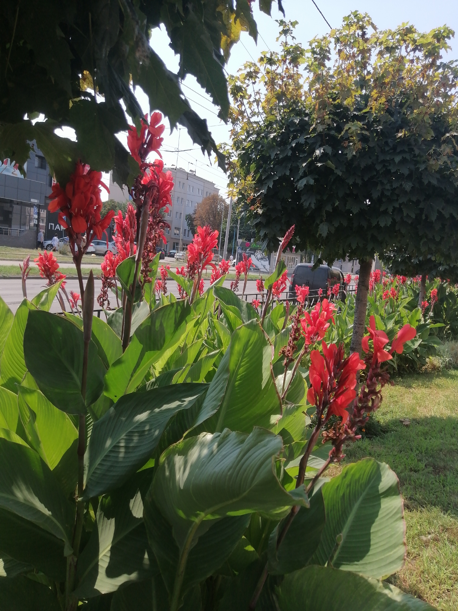 This is a ground-level, eye-level, medium shot photograph taken on a sunny day in Kremenchuk, Ukraine. In the foreground, a dense bed of vibrant red Canna lilies with large green leaves dominates the scene. The flowers are in bloom, with some stems showing developing buds. Behind the flowers, a black metal fence runs horizontally across the image. Beyond the fence, a street is visible with a few parked cars and a dark-colored van. In the middle ground, a well-maintained, manicured tree with dark green leaves stands to the right, its trunk appearing rough and textured. Several other trees with similar foliage are visible further back. In the background, several multi-story buildings are lined up along the street, some appearing to be commercial establishments with signage, including one with Cyrillic text that reads "ПАН". A clear blue sky with faint power lines overhead completes the scene. The overall impression is that of a well-kept urban green space adjacent to a street.