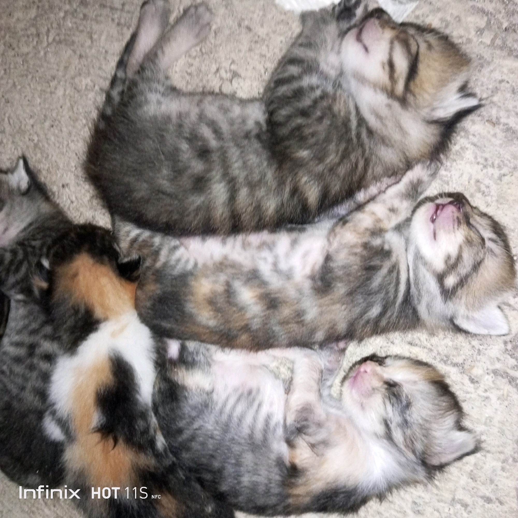 The image shows a litter of four kittens sleeping on a sandy or concrete surface, likely outdoors or in a sheltered area. The kittens are very young, appearing to be a few weeks old. Their fur patterns are predominantly tabby stripes in shades of grey, brown, and black, with one kitten exhibiting patches of orange and white, suggesting it might be a calico or tortoiseshell mix. Their eyes are closed, and they are curled up together, indicating a peaceful and restful state. The background is rough and textured, typical of an outdoor ground surface. There are no people or any other objects of significance visible in the image. The watermarks in the bottom left corner of the image indicate it was taken with an Infinix HOT 11S NFC phone. This image could have been taken anywhere, including a location within the city of Sukaslamet, Indonesia, as the provided information does not specify the location.