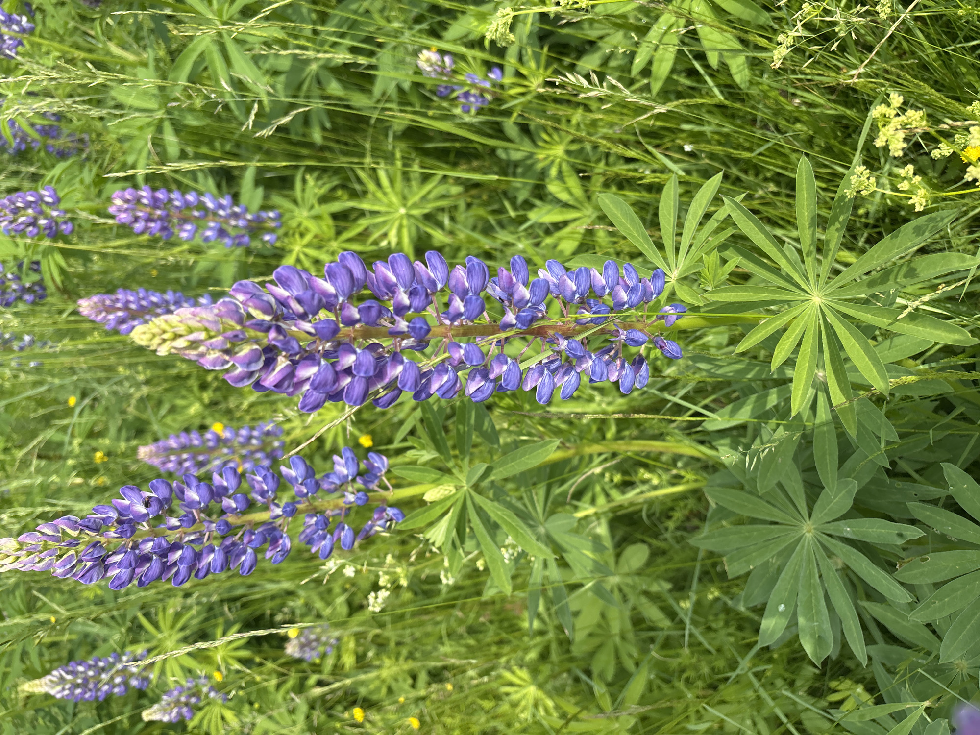 The image depicts a close-up view of a patch of lupine flowers in a natural, outdoor setting. The foreground is dominated by several tall, purple lupine flower spikes, with lush green leaves and stems. The background consists of more lupine flowers and other wild grasses and plants, creating a dense, verdant environment. The lighting suggests it is daytime, with sunlight illuminating the scene. The photograph appears to be taken at ground level, looking upwards slightly towards the flowers. There are no people or man-made structures visible in the image, and the overall impression is one of a wild meadow or roadside verge. The location is identified as the city of Курган, Russia, implying the image was taken within or near this geographic area.
