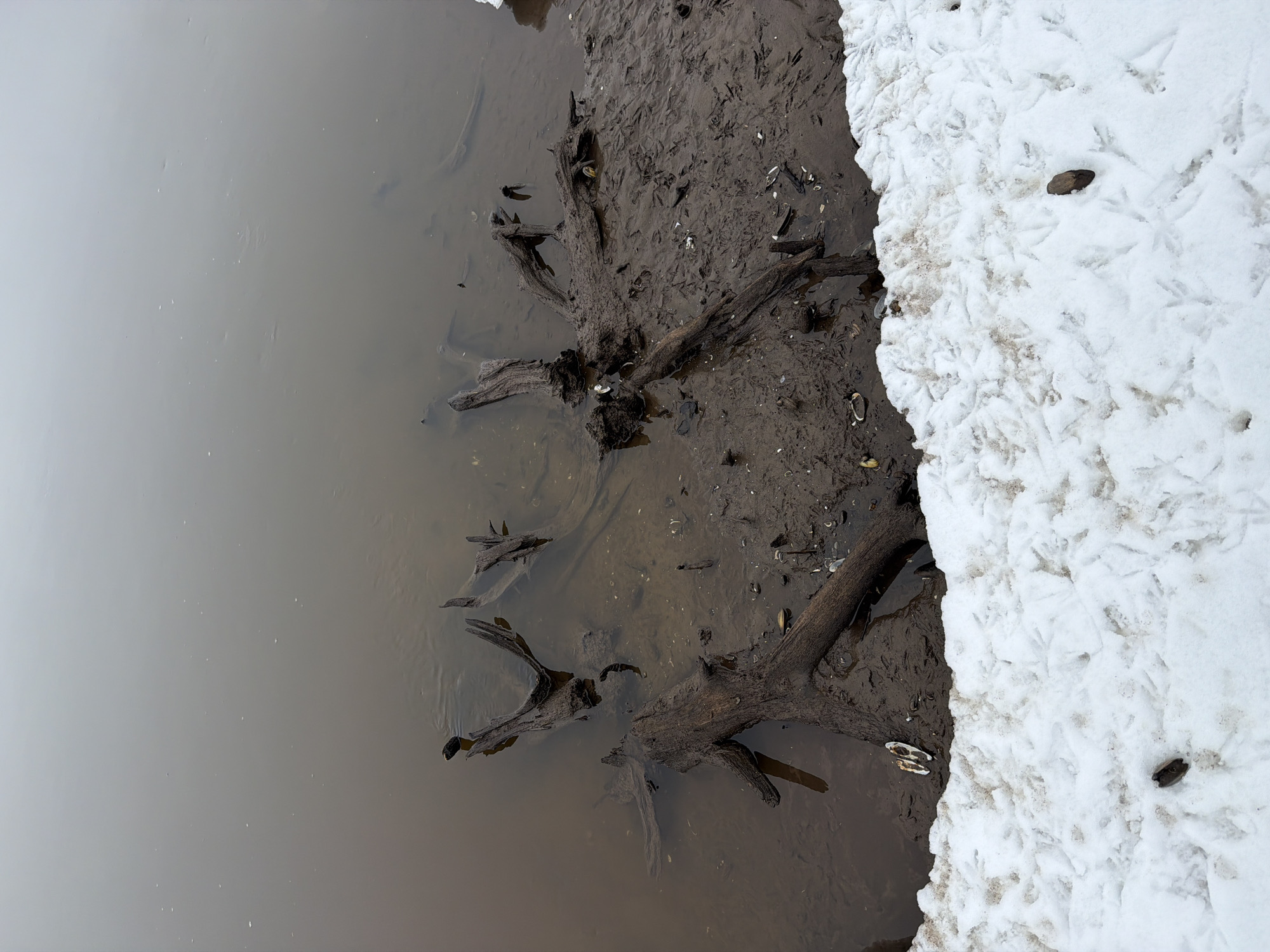 The image shows a view of the shoreline in what appears to be a natural area. On the left side of the image, there is a body of water with murky, gray-brown coloration. Along the center of the frame, there is a muddy bank with embedded driftwood and various small objects scattered across the surface, potentially debris or shells. Adjacent to the mud, there is a patch of snow, covered with numerous bird tracks. The overall scene suggests a cold climate or a time of year where snow and mud coexist near a body of water.
While I cannot definitively confirm the location of Chaykovsky, Russia without location metadata, based on the presence of snow and the type of environment depicted, it is plausible that the image was taken in a northern region with cold winters.