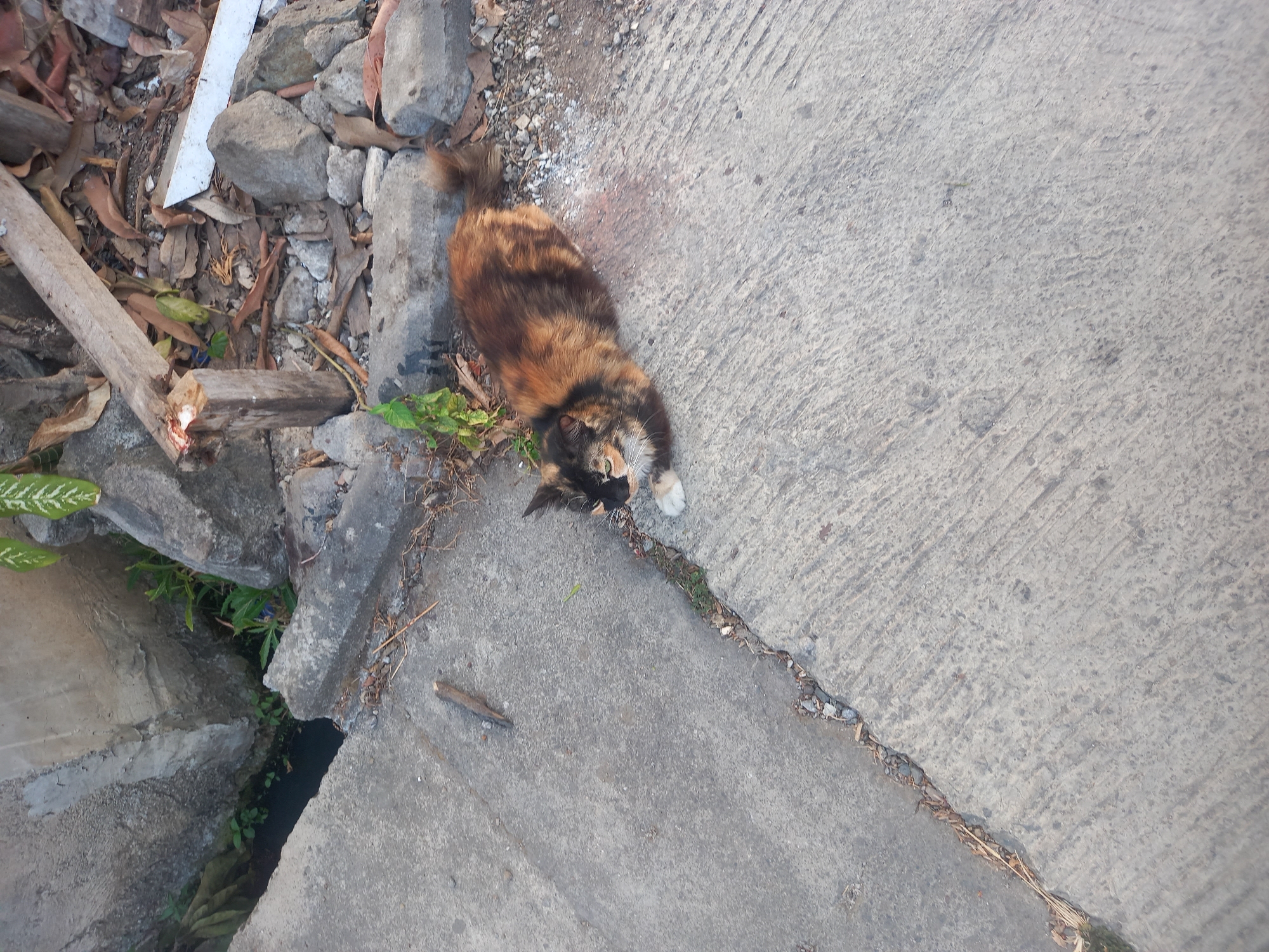 The image captures a calico cat lying on a concrete surface next to a narrow drainage ditch. The cat is predominantly brown and black with patches of white on its paws and chest. Its eyes are partially closed, and its tail is curled. The concrete surface is weathered and appears to be part of an outdoor walkway or street. To the left of the cat, the drainage ditch contains dark water and some green vegetation. In the background, there are rocks, debris, and some dry leaves, suggesting an unkempt outdoor environment. The scene appears to be in a residential or transitional area of Cankuang, Indonesia.