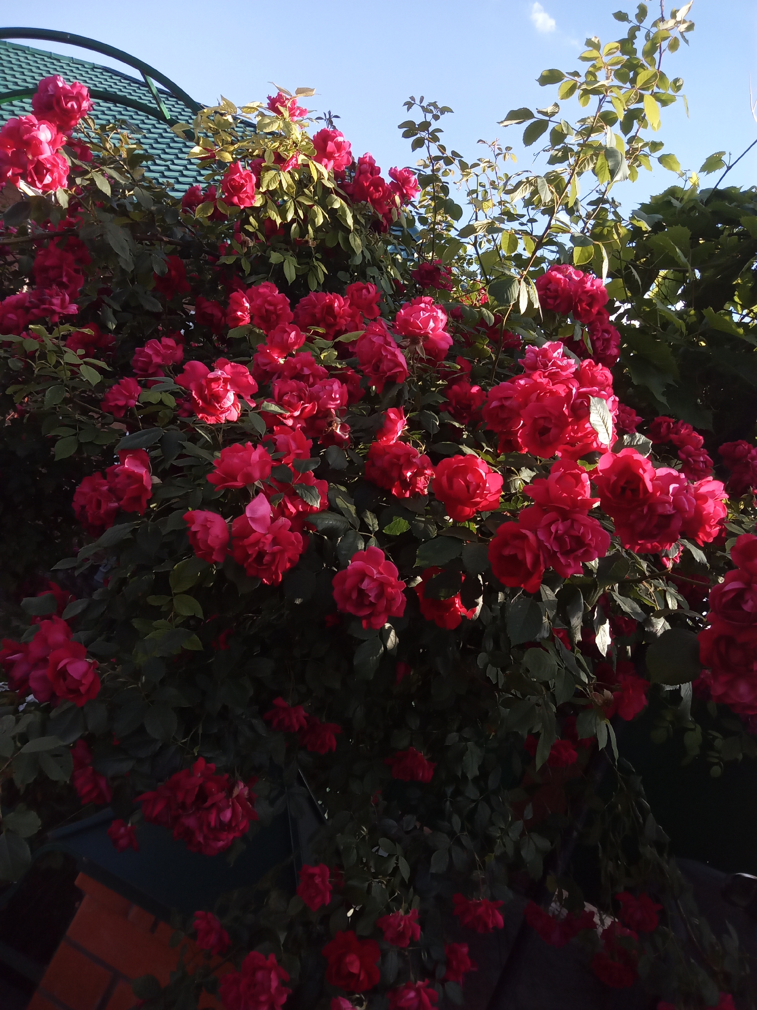 A low-angle medium shot captures a dense bush of vibrant red roses under a clear, light blue sky with a few wispy white clouds. The roses are in full bloom, with many flowers clustered together, their petals ranging from deep crimson to bright pink where the sunlight hits them. Lush green foliage provides a rich backdrop to the blossoms.
In the upper left corner, the textured, green, ridged roof of a building is visible, partially obscured by the rose bush and a dark green metal archway. The light suggests it is daytime, likely afternoon, given the angle of the sun casting shadows and highlighting the rose petals.
To the lower left, a portion of a brick wall, constructed with reddish-brown bricks, peeks out from behind the lower branches of the rose bush. The overall impression is one of a lush, overgrown garden or yard, potentially a residential setting. The scene evokes a feeling of natural beauty and abundance. No text is visible in the image.