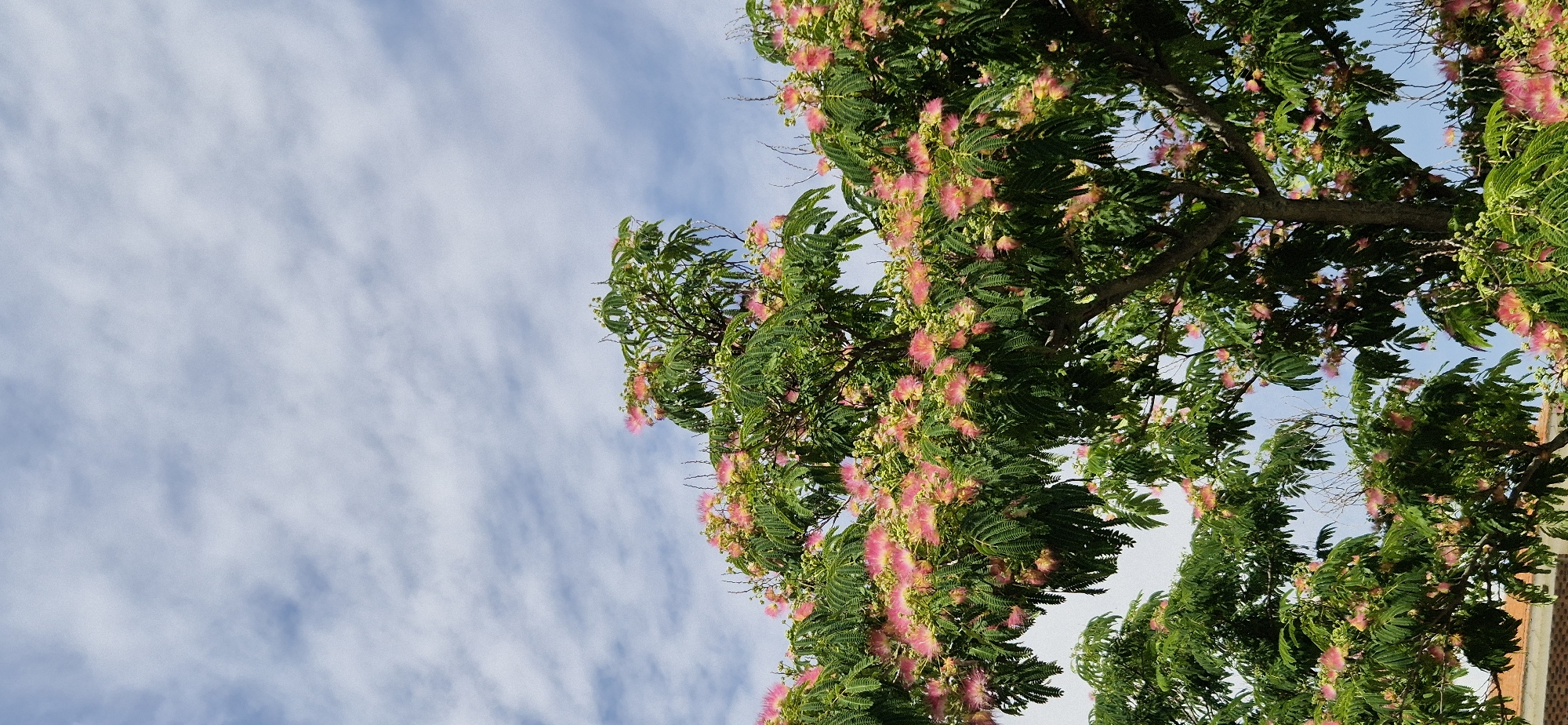 A tree with delicate pink flowers and green leaves is shown against a blue sky with wispy white clouds. The tree branches are spread wide, with the flowers forming a dense canopy in the upper portion of the image. The lower part of the image shows glimpses of the tree's trunk and more branches, with some indistinct structures that appear to be buildings peeking out from the bottom left. The image is taken from a low angle, looking upwards towards the sky.