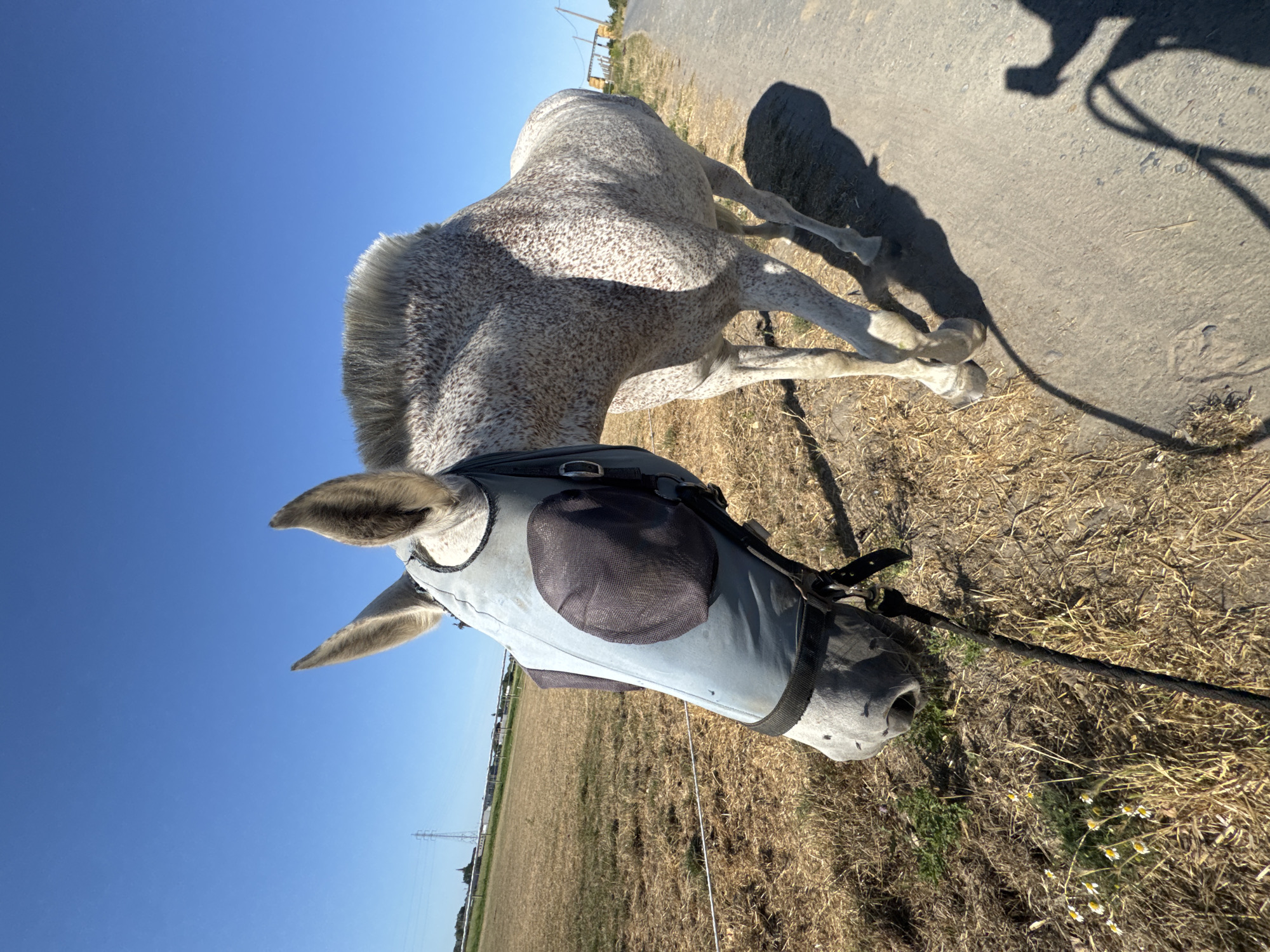A dappled grey horse wearing a light blue fly mask with dark mesh eye coverings stands in a dry, grassy field next to a dirt path. The horse's head is turned towards the left, and its body is angled slightly towards the right. In the background, a power line tower and some buildings are visible under a clear blue sky. The scene appears to be in an rural area, possibly on the outskirts of Estaimpuis, Belgium.
