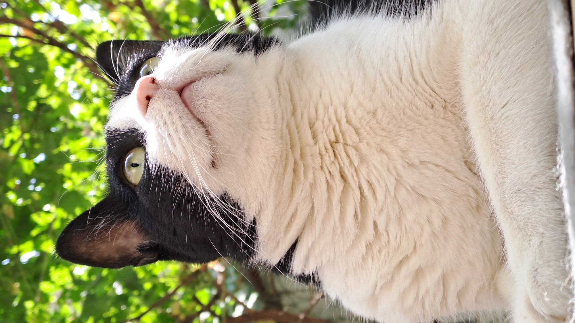 A close-up, low-angle shot captures a black and white cat looking upwards towards lush green foliage, bathed in bright sunlight. The cat's face is in sharp focus, showcasing its bright green eyes, pink nose, and white whiskers. Its black fur covers its ears and patches of its head and back, contrasting with its white chest and belly. The background is blurred, with dappled sunlight filtering through the leaves of trees, suggesting an outdoor setting, possibly a garden or park. The image does not provide specific location details within the city of Zanjan, Iran, but the presence of abundant greenery and sunlight suggests a pleasant outdoor environment. There are no people or other animals visible in the image.