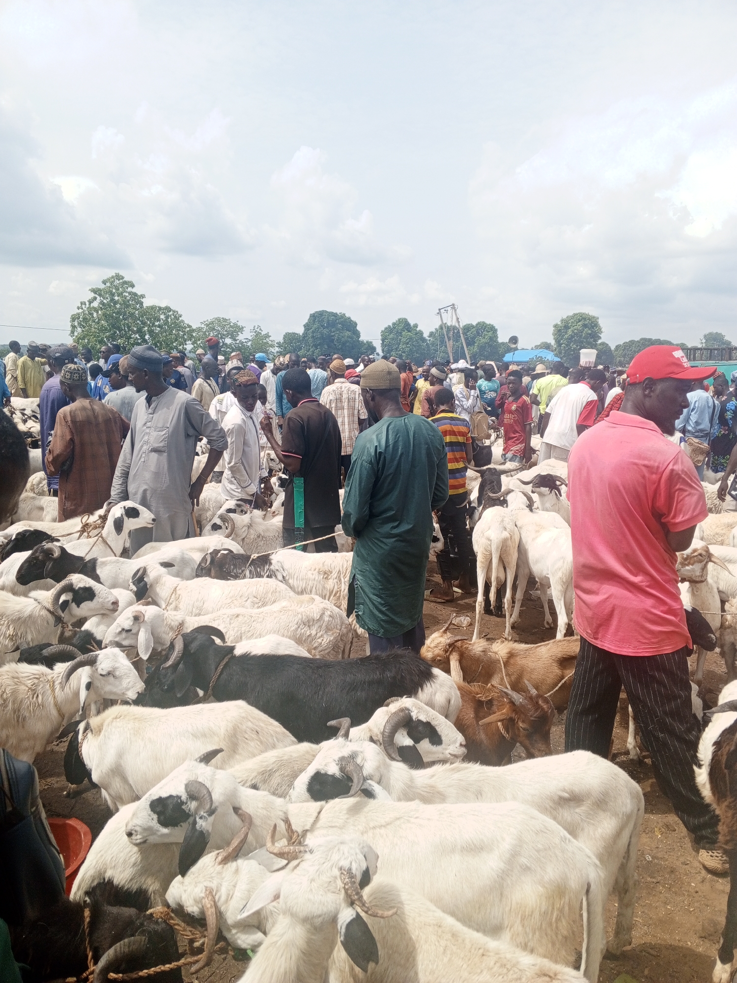A daytime outdoor scene at a sheep market in an unknown city. The foreground is filled with sheep of various colors: white, black, and brown. Many are tied together with rope. Several men are standing among the sheep, presumably merchants or buyers. They are dressed in a variety of clothing, including traditional robes, t-shirts, and pants. One man is wearing a red baseball cap and a pink shirt. A crowd of people can be seen in the background, along with trees and a cloudy sky.