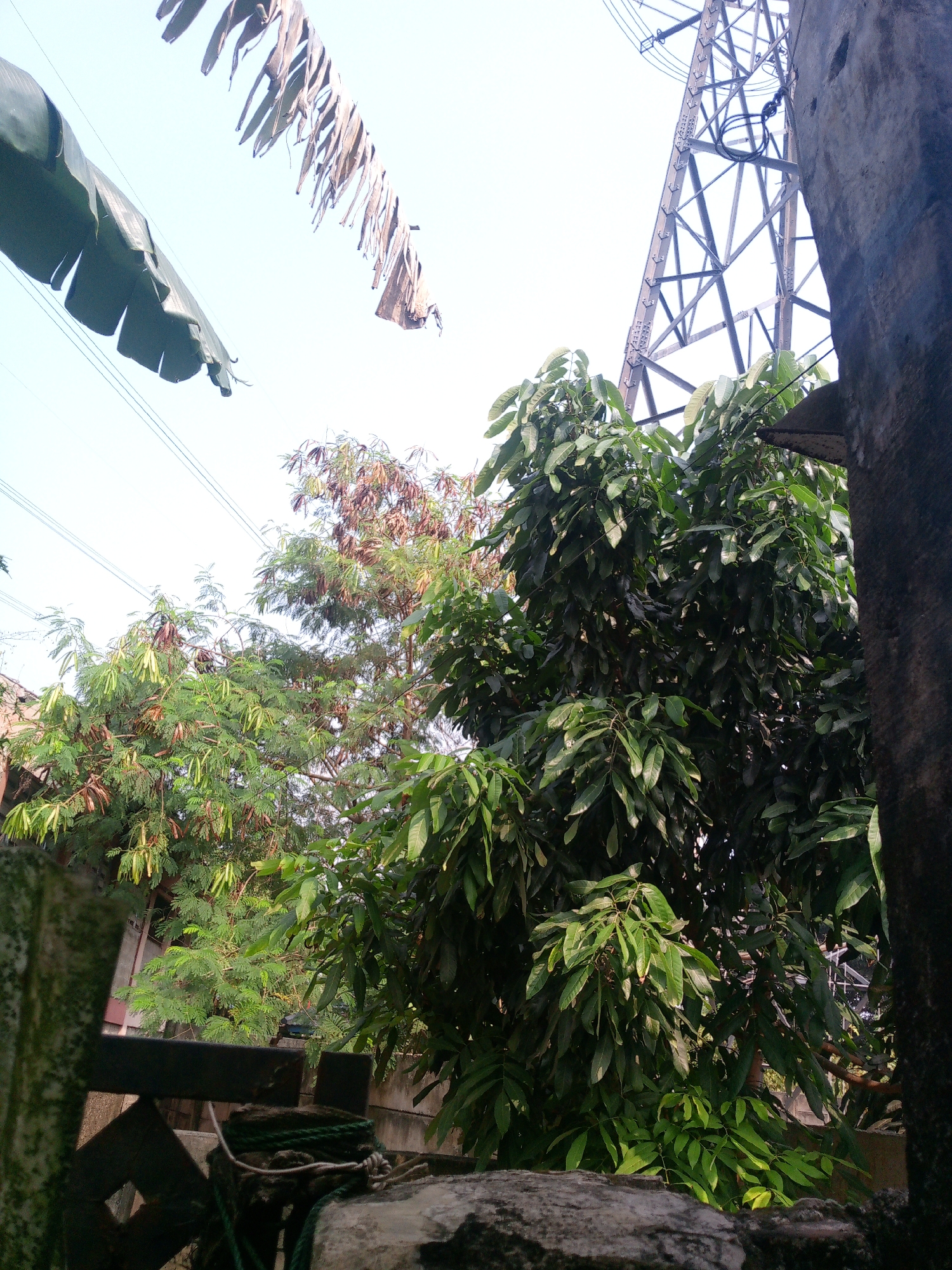 The image depicts an outdoor scene, likely in a residential or semi-rural area of Dukuh, Indonesia, given the presence of drying plant matter on a line and lush vegetation. In the foreground, a portion of a stone structure and some rope are visible, suggesting a built environment. Dominating the mid-ground are several trees with green foliage, one of which appears to be a mango tree due to its distinctive leaf shape. The background reveals a tall, latticed metal transmission tower, a common sight in many Indonesian landscapes, and a bright, overcast sky. The overall impression is one of a slightly unkempt but vibrant natural setting interwoven with industrial infrastructure. No people are visible in the image.