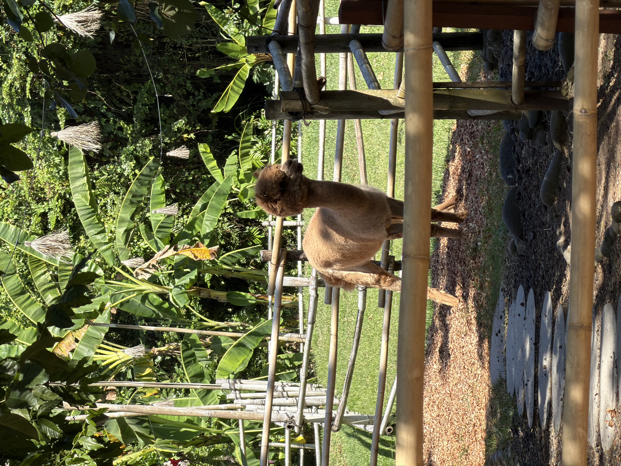 An alpaca stands in a pen with a bamboo fence, its light brown fur illuminated by sunlight. The pen's ground is covered with wood chips and some scattered stones. Beyond the fence, lush green banana plants and other foliage create a dense, tropical backdrop. In the foreground, a pathway of flat stones leads into the scene, also bordered by a bamboo fence. The scene appears to be in an outdoor enclosure, possibly a farm or wildlife park. This image was captured in the city of Kediri, Indonesia.