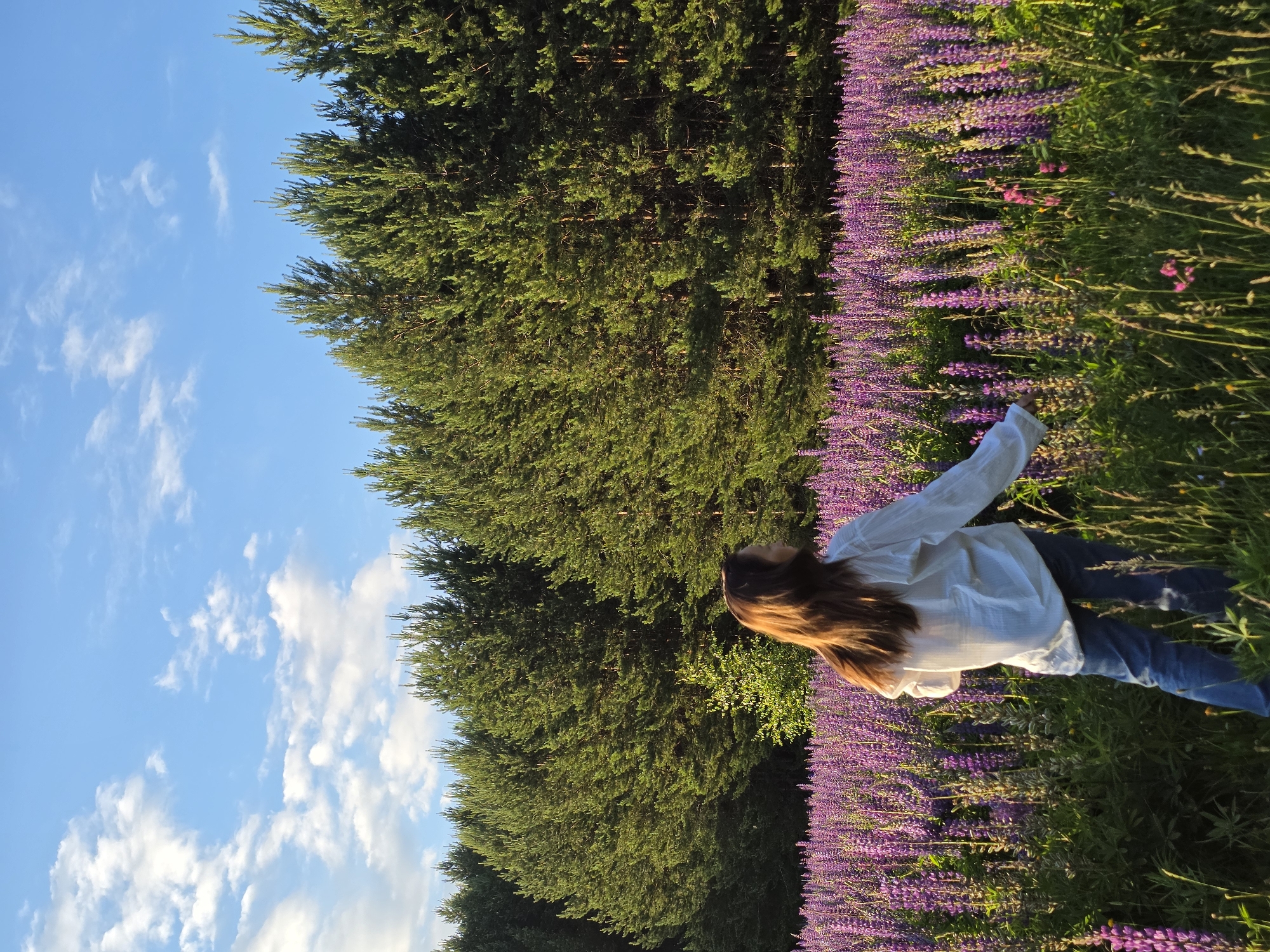 A young woman with long, brown hair, wearing a white linen shirt and blue jeans, stands in a field of purple lupine flowers. She is facing away from the camera, looking towards a dense forest of pine trees. The sky is blue with scattered white clouds. The lighting suggests it is late afternoon or early evening. The scene appears to be a natural landscape, likely a meadow or a field on the outskirts of a populated area, potentially in or near Chaikovsky, Russia, given the vegetation and geographical context.