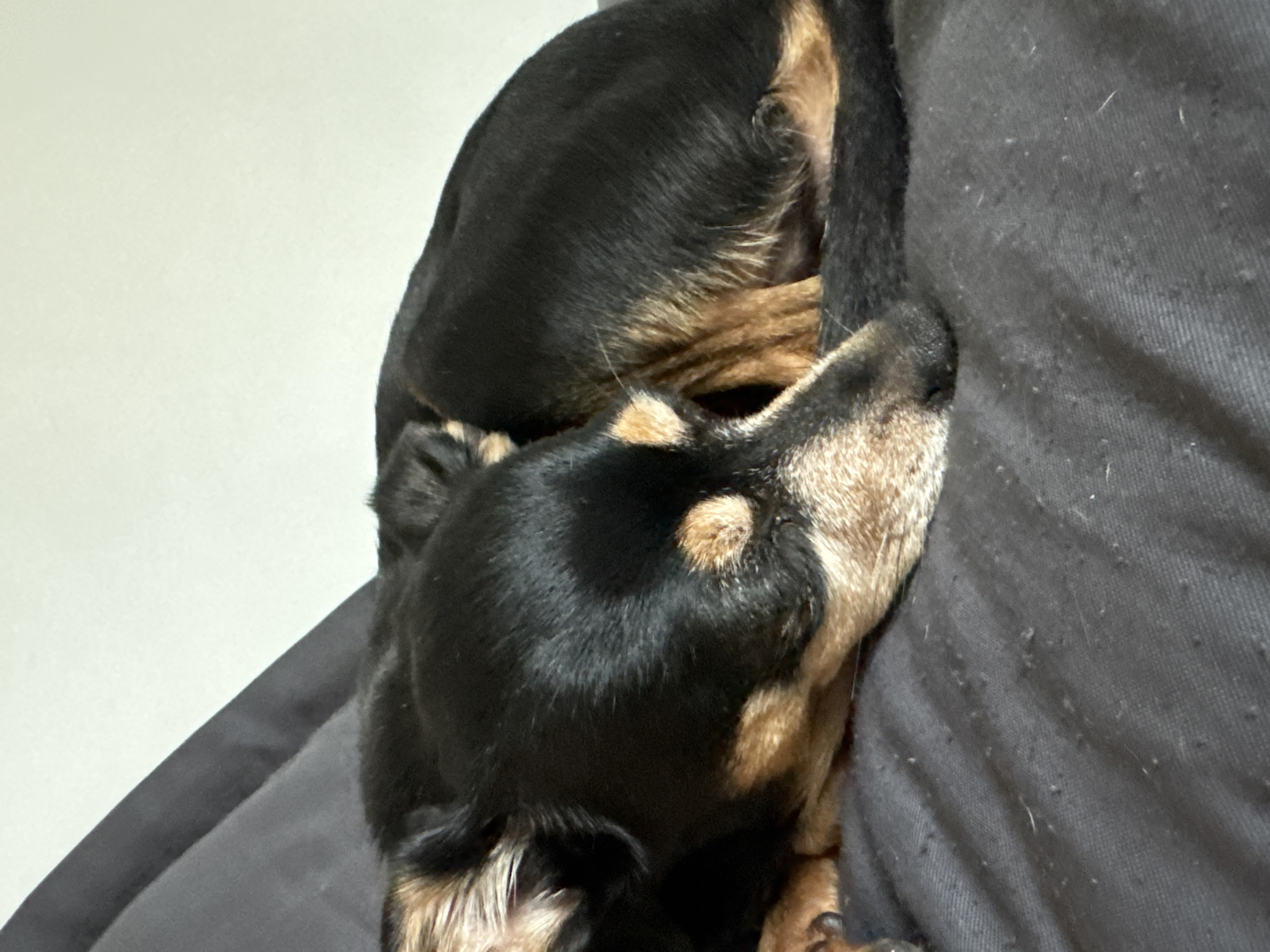 A small, black and tan dog is curled up and sleeping on a dark gray surface. The dog's eyes are closed, and its body is tucked in. The background consists of a soft, light-colored surface. The image appears to be taken indoors, possibly in a residential setting. There is no visible indication of the city of Sofia, Bulgaria.