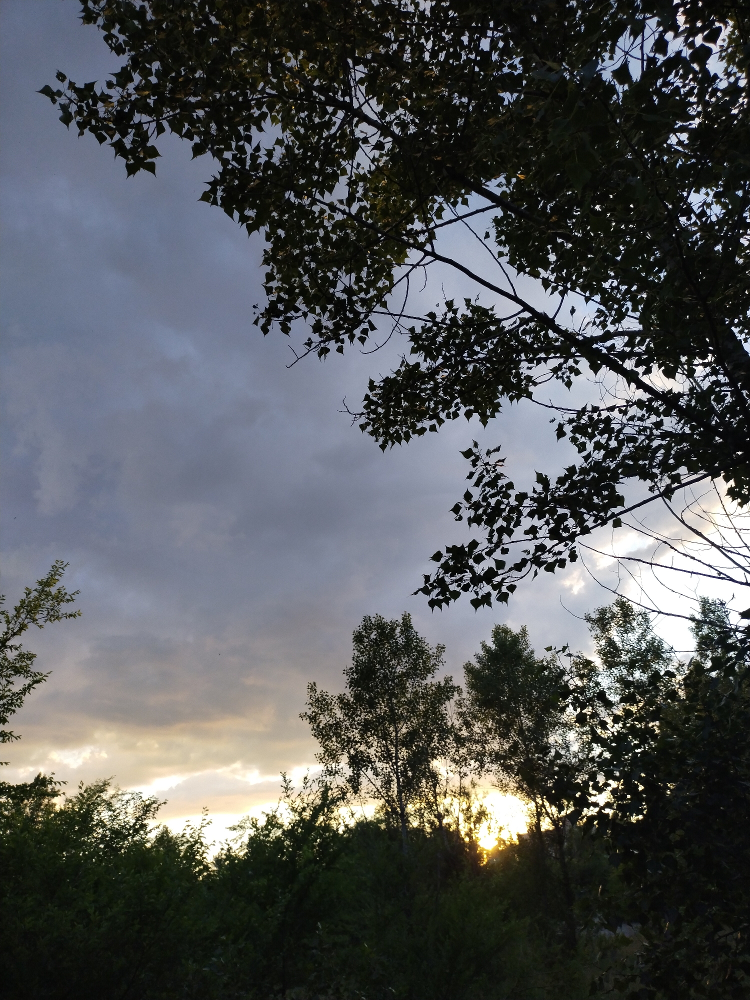 The image captures a natural landscape in Horishni Plavni, Ukraine, during late afternoon or early evening. The upper two-thirds of the frame are occupied by a cloudy sky, displaying shades of grey and light purple, consistent with altocumulus or stratocumulus formations. The lower third of the sky, near the horizon, features a bright, luminous band of yellow and orange light, indicative of an obscured sunset.
Vegetation, primarily deciduous trees and dense shrubs, constitutes the foreground and midground. Large, leafy tree branches are silhouetted against the sky, extending from the upper left and upper right quadrants, with distinct, dark leaf shapes visible. A dense, dark mass of trees and shrubs forms an irregular horizon line across the lower third of the image, with the intense warm light of the setting sun visible through and above the foliage. No human figures, animals, or identifiable man-made structures are present within the frame. The scene is characterized by strong backlighting, rendering the vegetation in silhouette against the brighter sky.